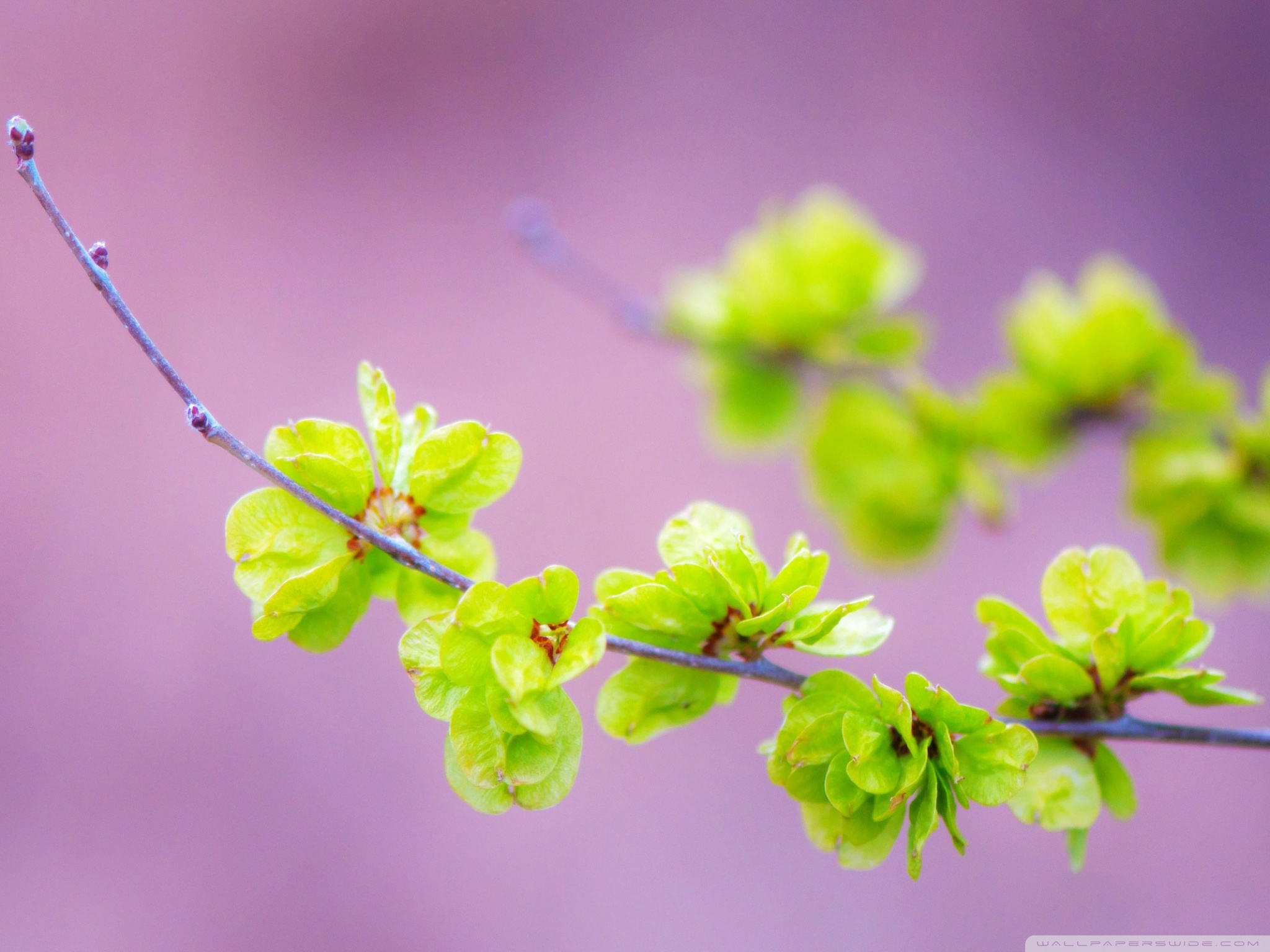 Small Green Flowers Ultra HD Desktop Background Wallpaper for 4K UHD TV, Multi Display, Dual Monitor, Tablet