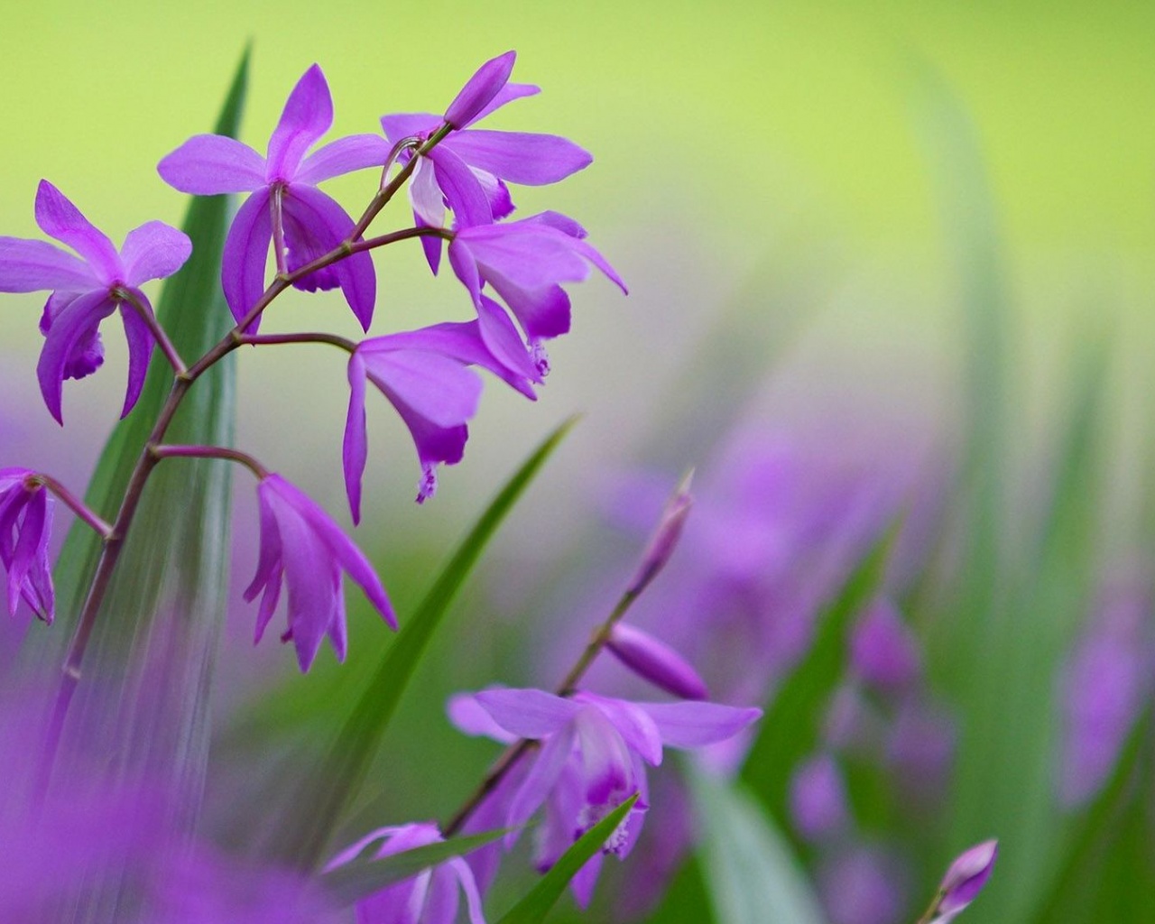 Purple flowers desktop PC and Mac wallpaper