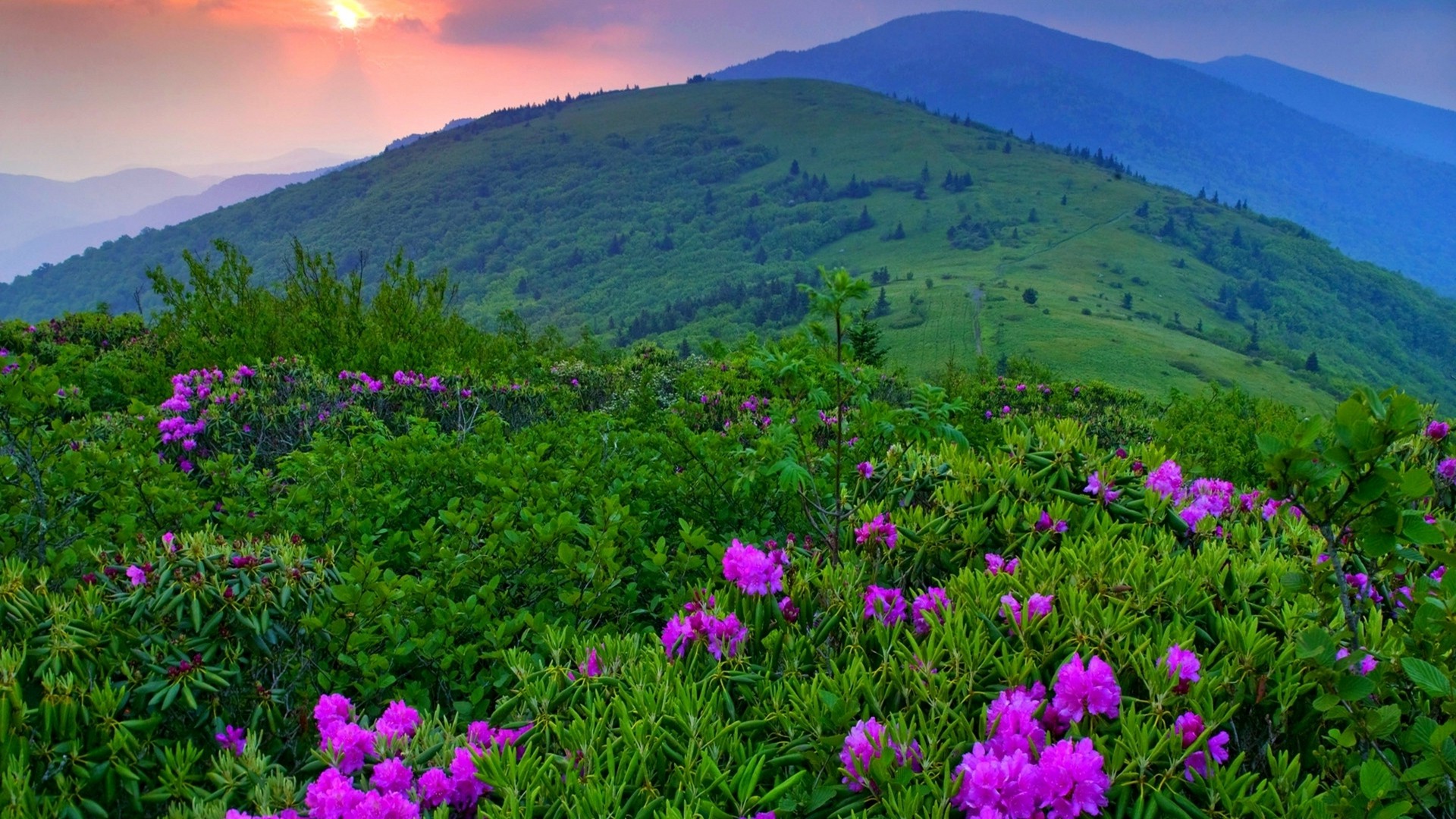 landscape, Flowers, Mountain, Purple Flowers Wallpaper HD / Desktop and Mobile Background