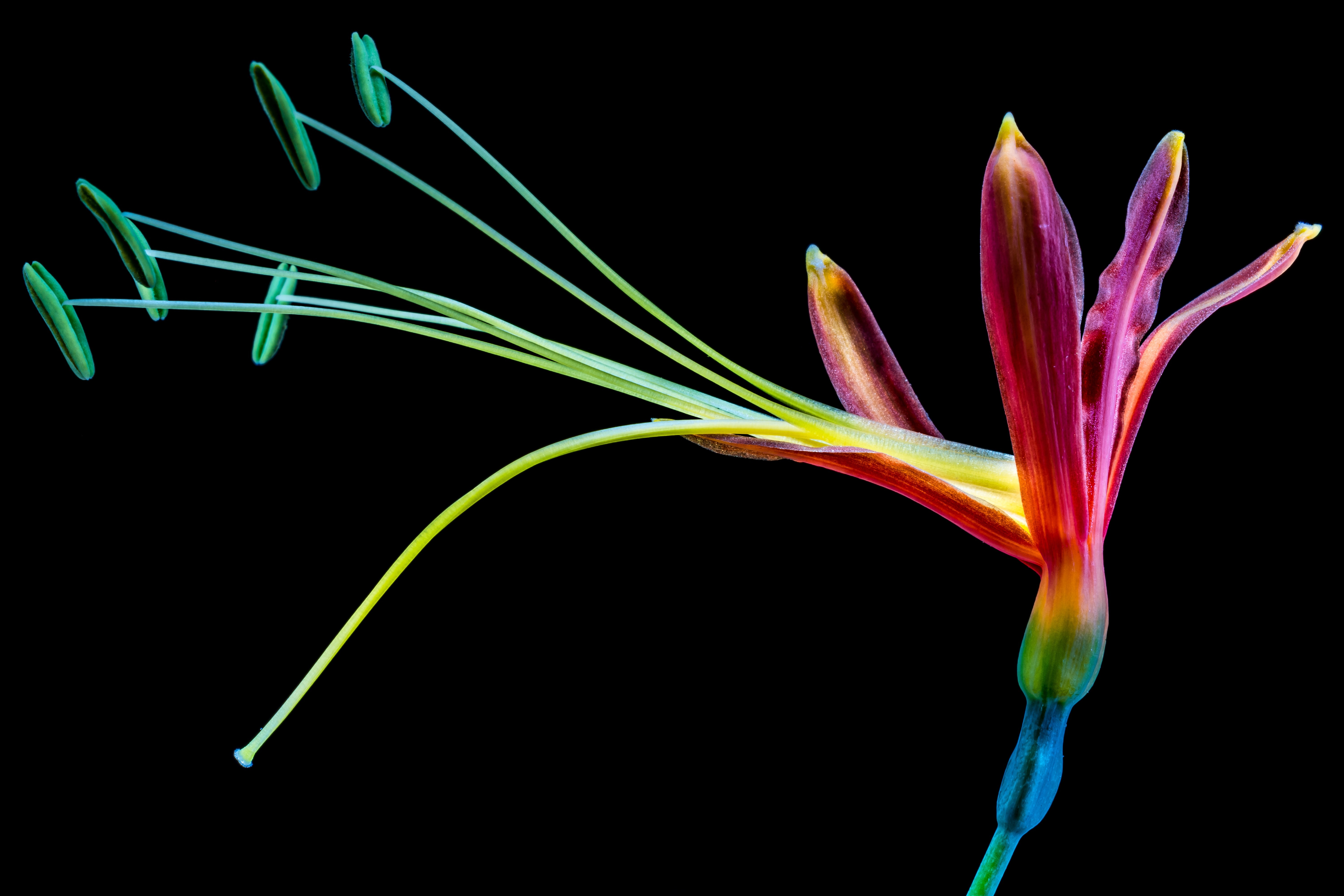 Free Photo: Purple And Green Flower Macro Photography, Blossom, Close Up