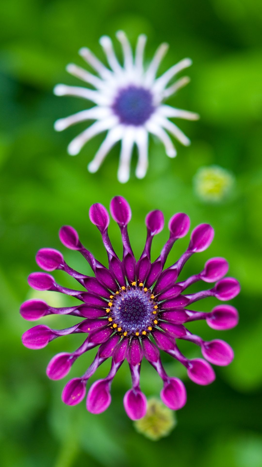 Wallpaper flowering plant, close up, purple, green, flower. Planting flowers, Plants, Flowers