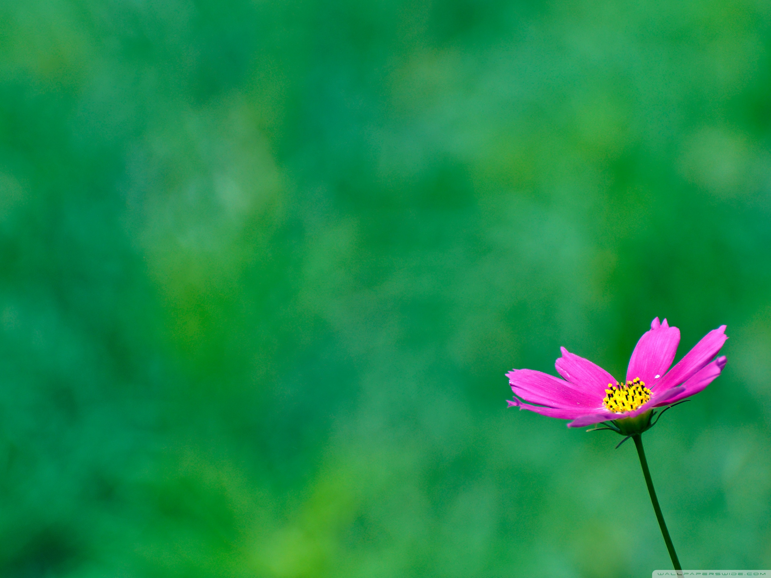 Purple Cosmos Flower On A Green Background Ultra HD Desktop Background Wallpaper for 4K UHD TV, Widescreen & UltraWide Desktop & Laptop, Tablet