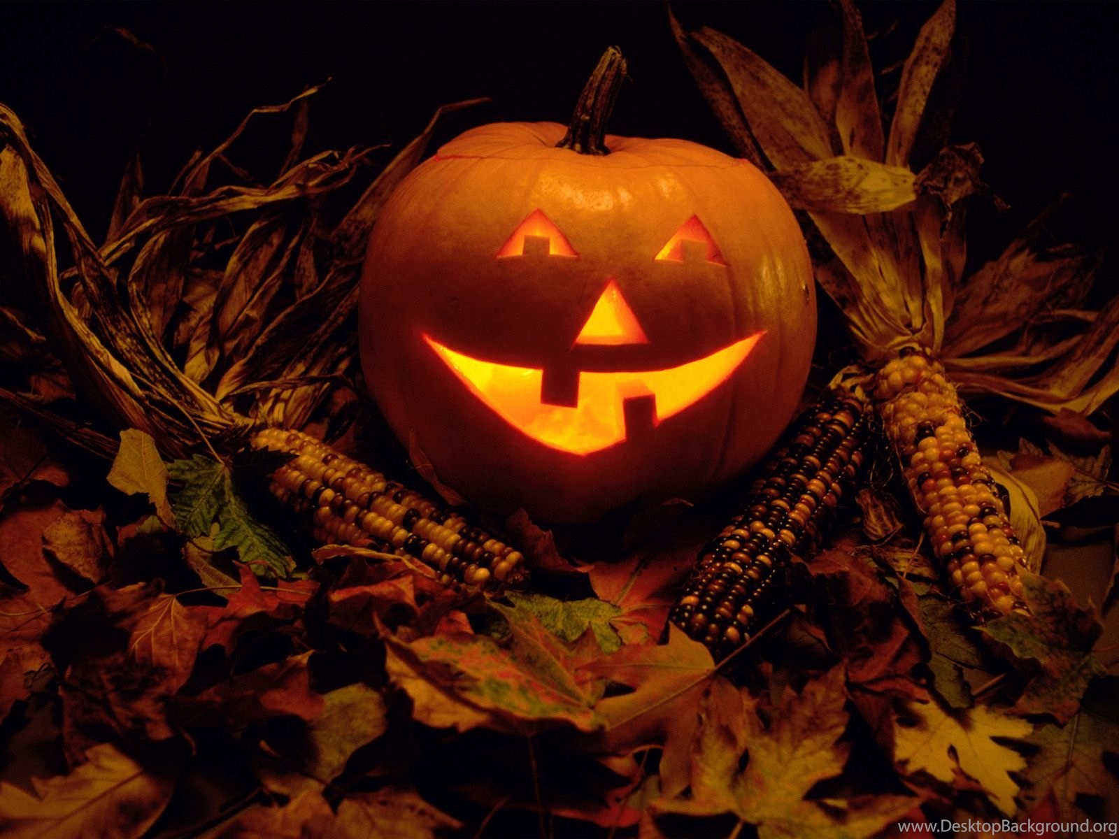 Cute Halloween Pumpkin Wallpaper HD Wallpaper Desktop Background