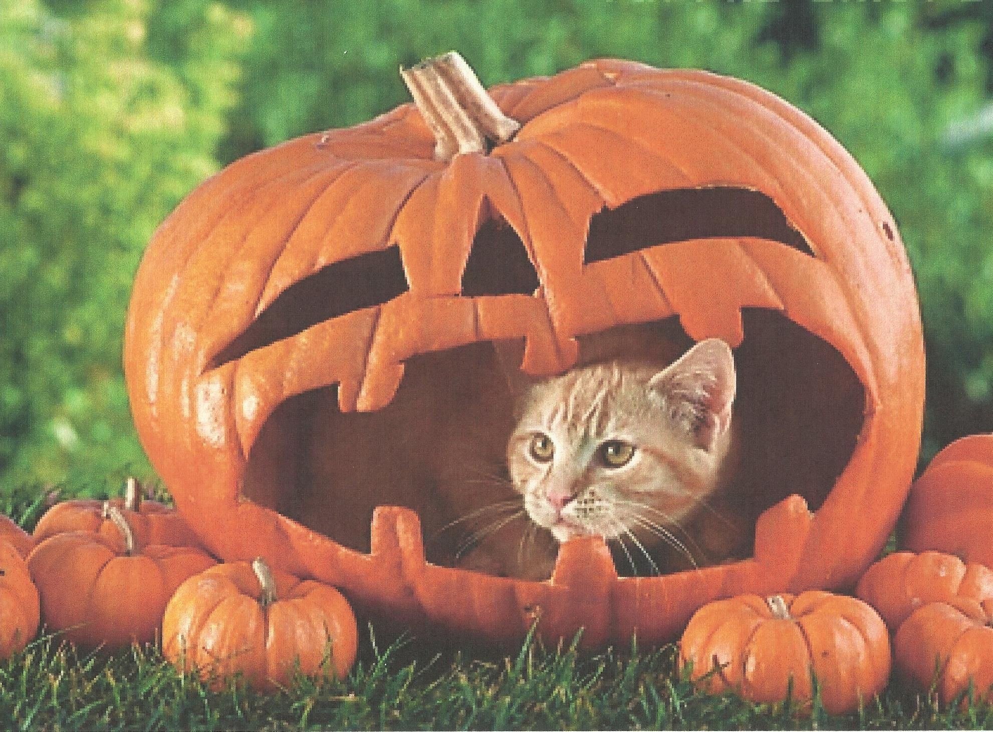 A Halloween Cat In A Pumpkin Wallpaper In A Pumpkin