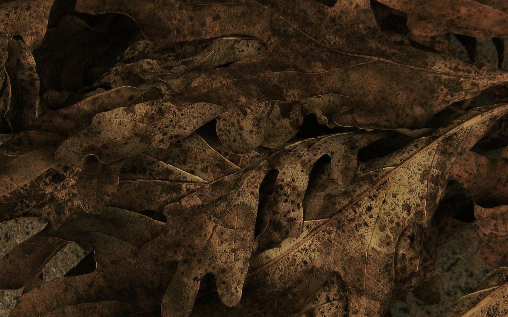 Rotten Wallpapers - Wallpaper Cave