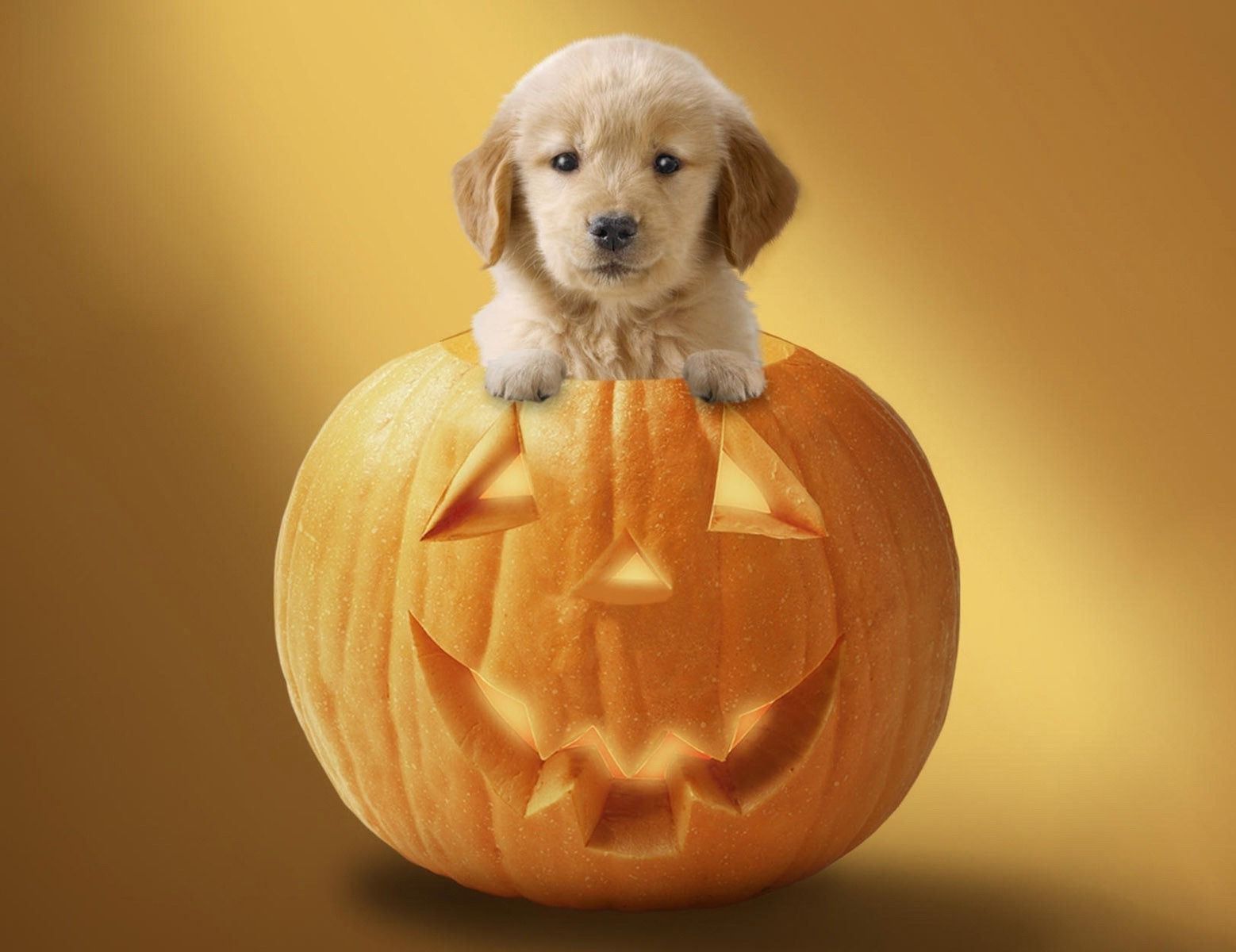 Halloween Puppy Wallpaper