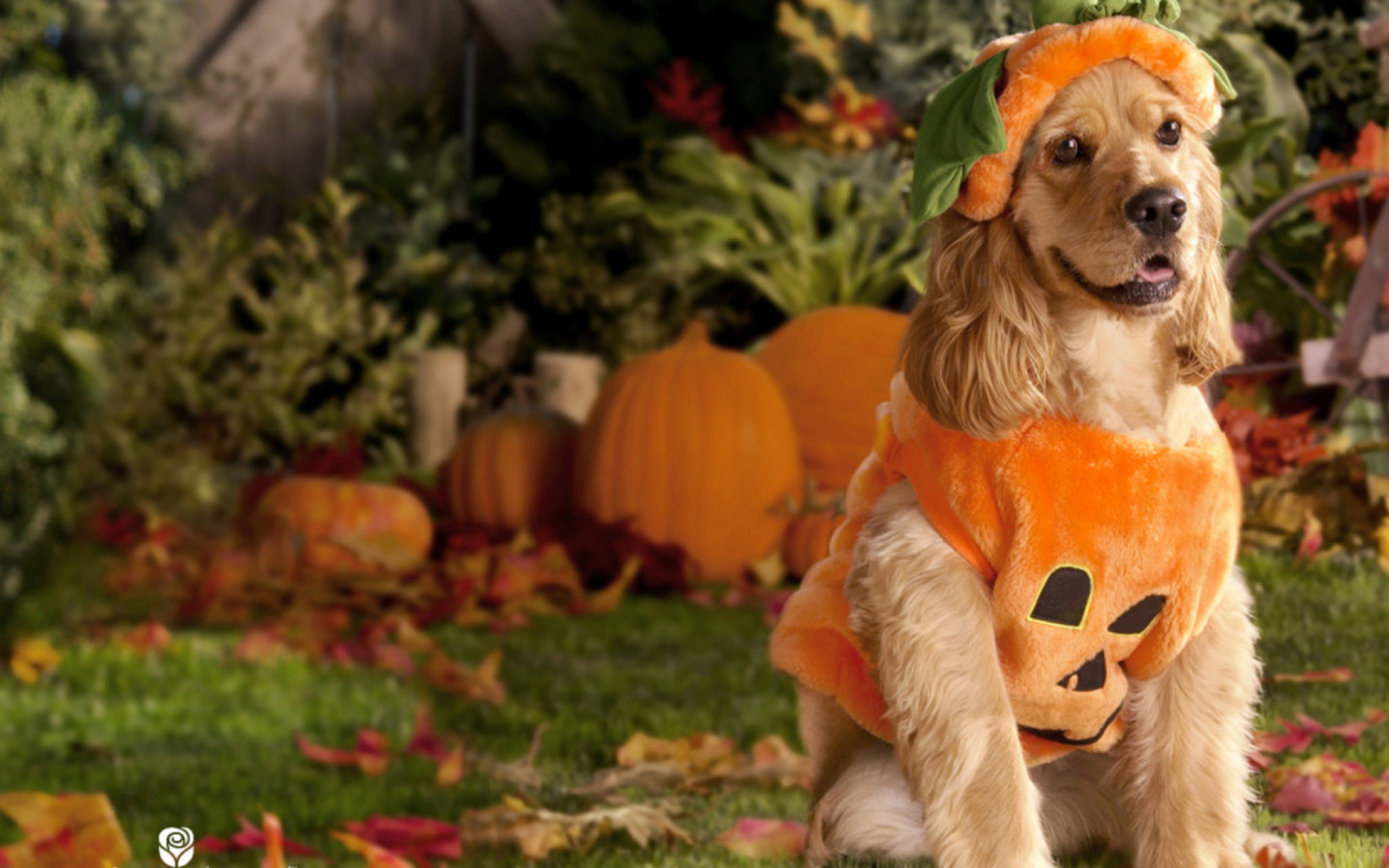 Halloween Dogs Wallpaper