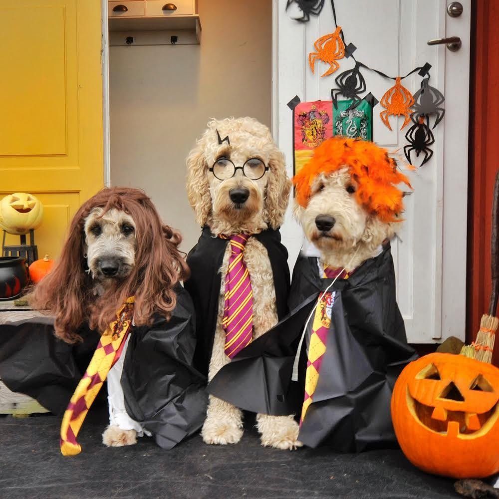 35.1 Mil Me Gusta, 744 Comentarios En Instagram: “Hairy Pawter, Furmoine Granger And Dognald Woofsley Are Our Trick Or Treating For