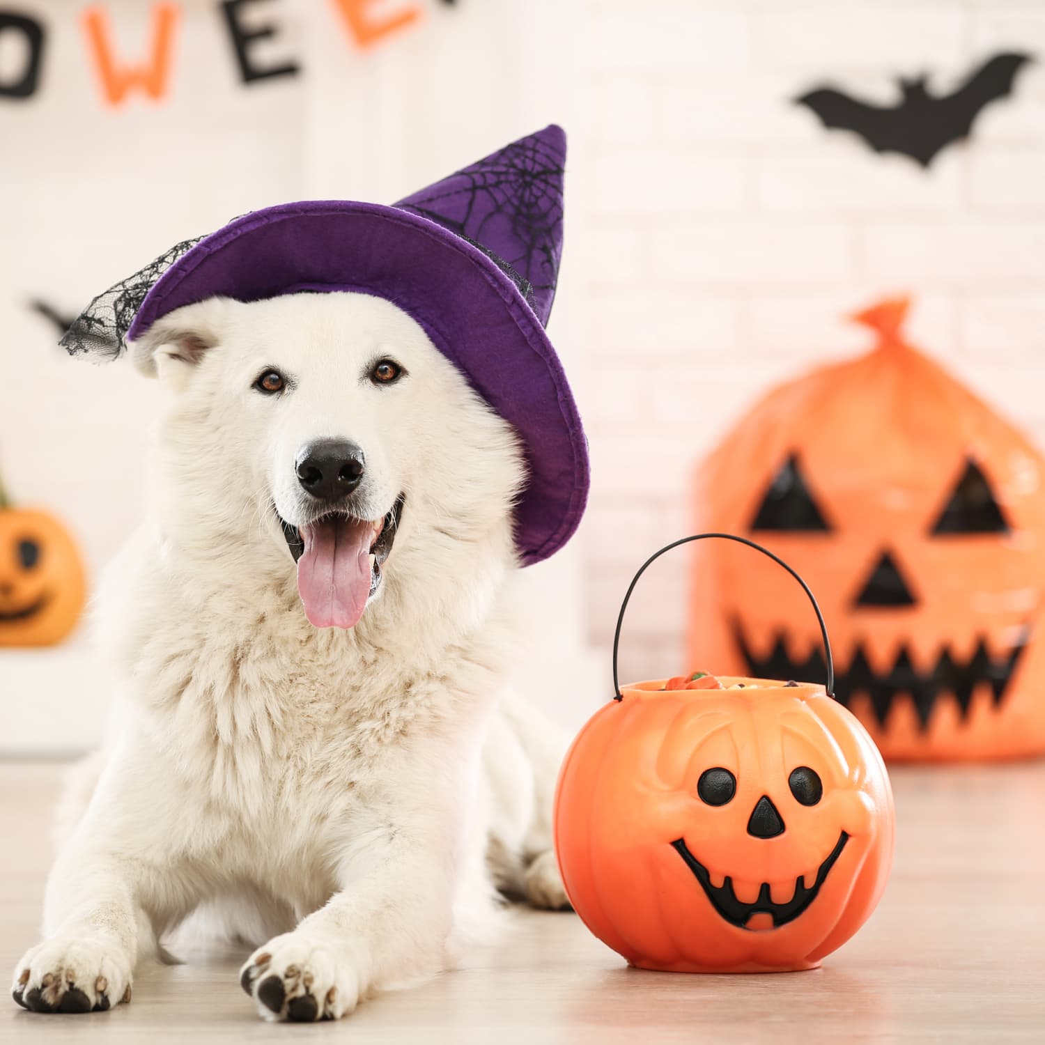 Pet Halloween Costume Tips: How to Train Your Pet to Like a Halloween Costume