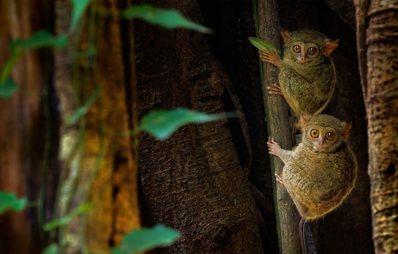 Wallpaper Indonesia, The Primacy Of, Eastern Tarsier, Beside The Tangkoko Nature Reserve, The Island Of Sulawesi, Tarsier The Ghost Image For Desktop, Section животные