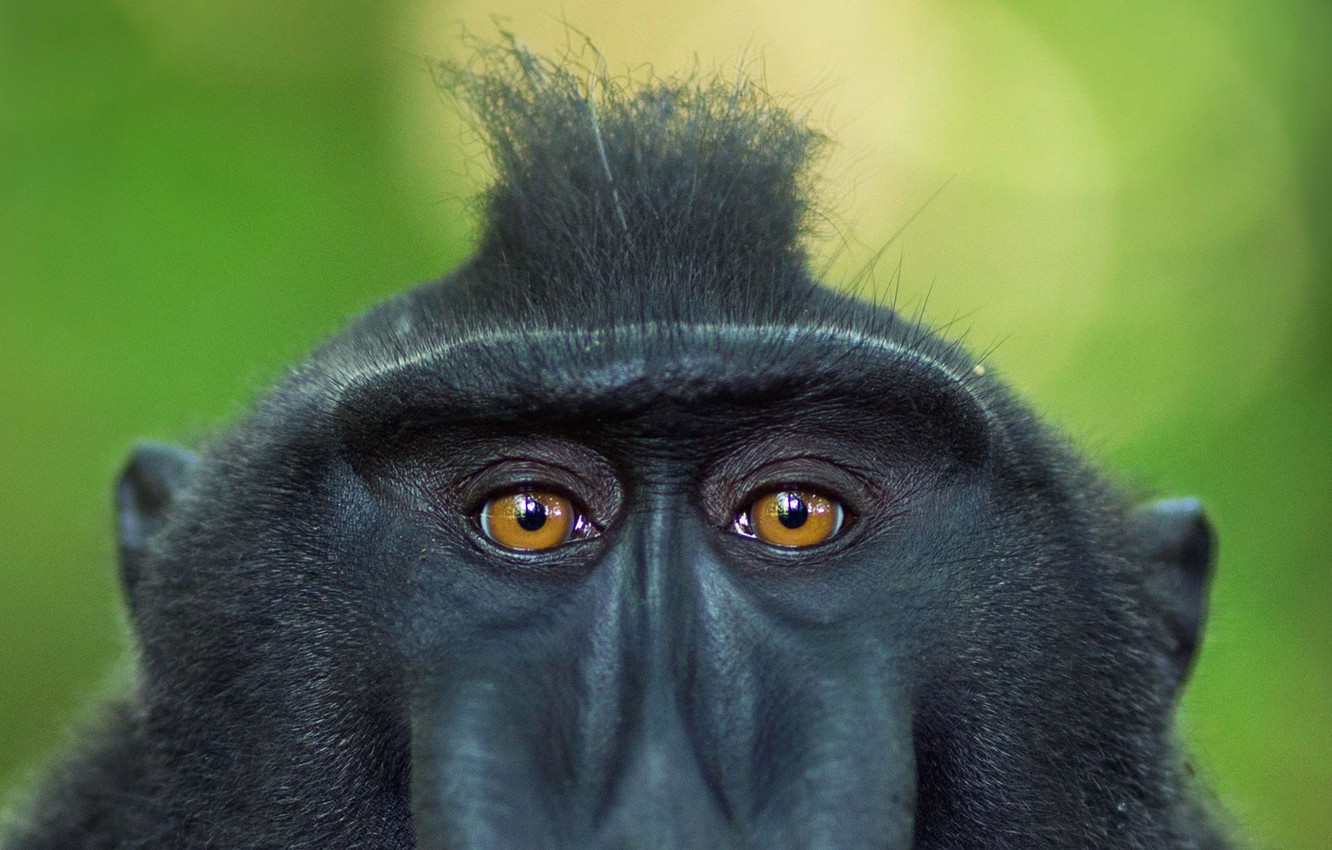 Wallpaper eyes, look, Indonesia, the primacy of, crested baboon, Sulawesi image for desktop, section животные