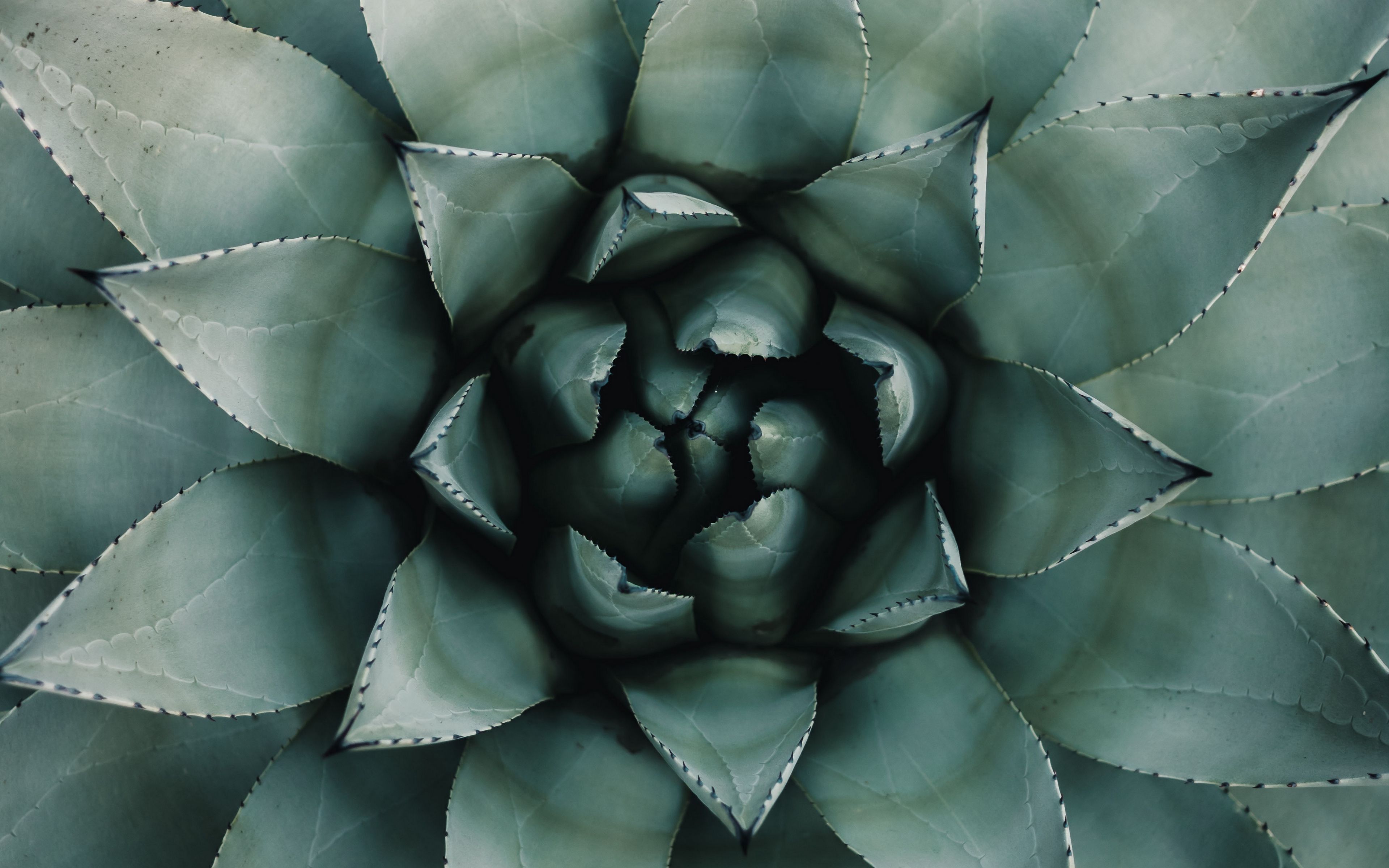 Agave Wallpapers - Wallpaper Cave