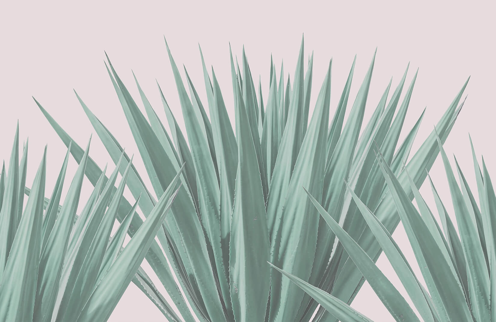 Agave Plant Wallpaper Mural