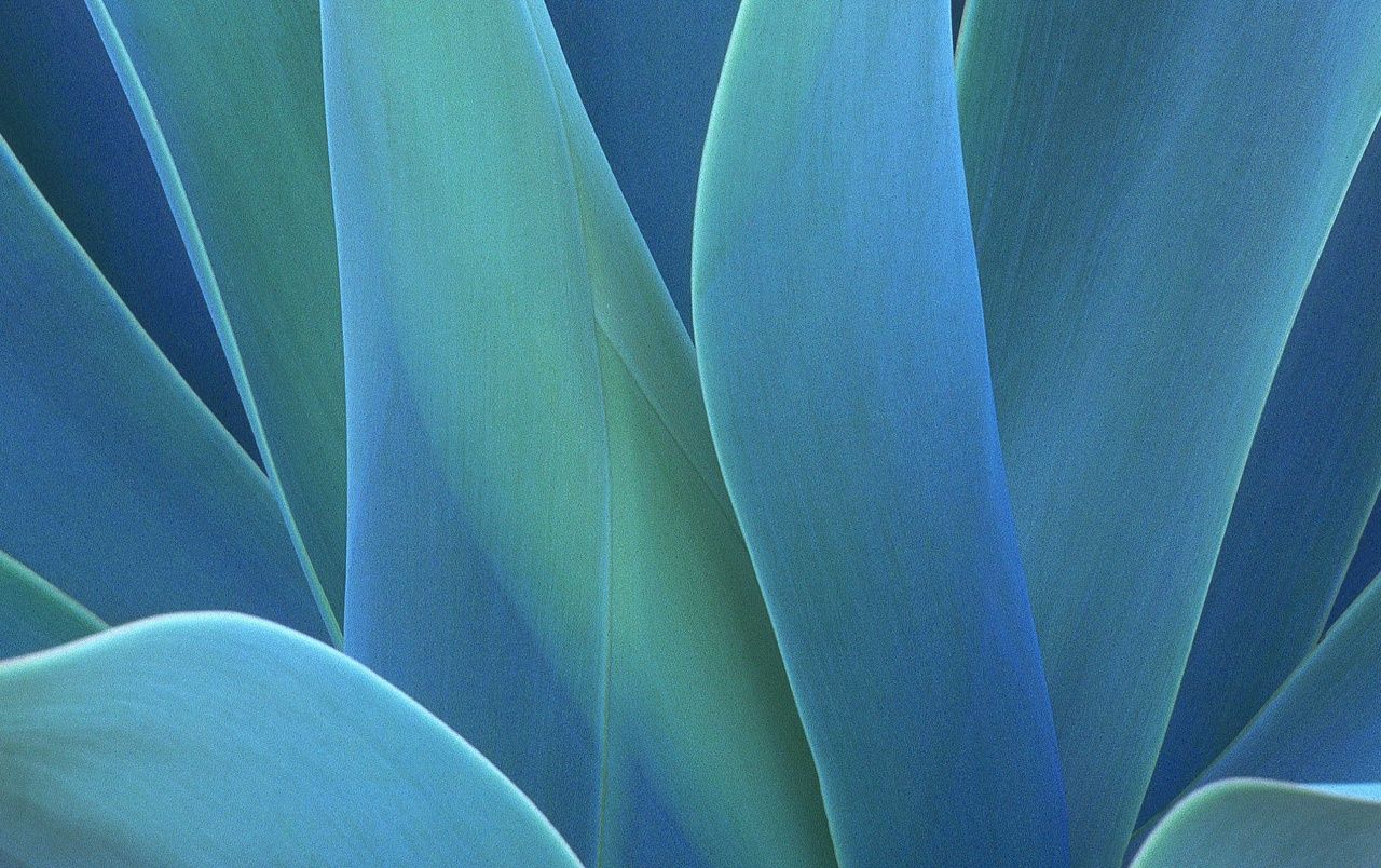 Agave Wallpapers - Wallpaper Cave