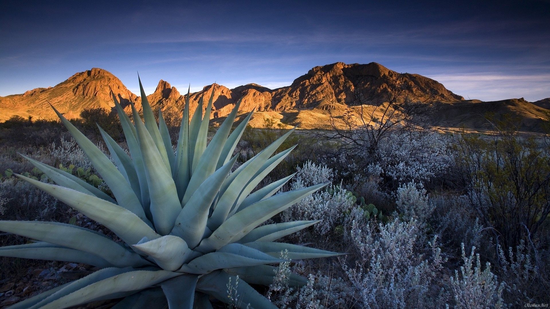 Agave Wallpapers - Wallpaper Cave