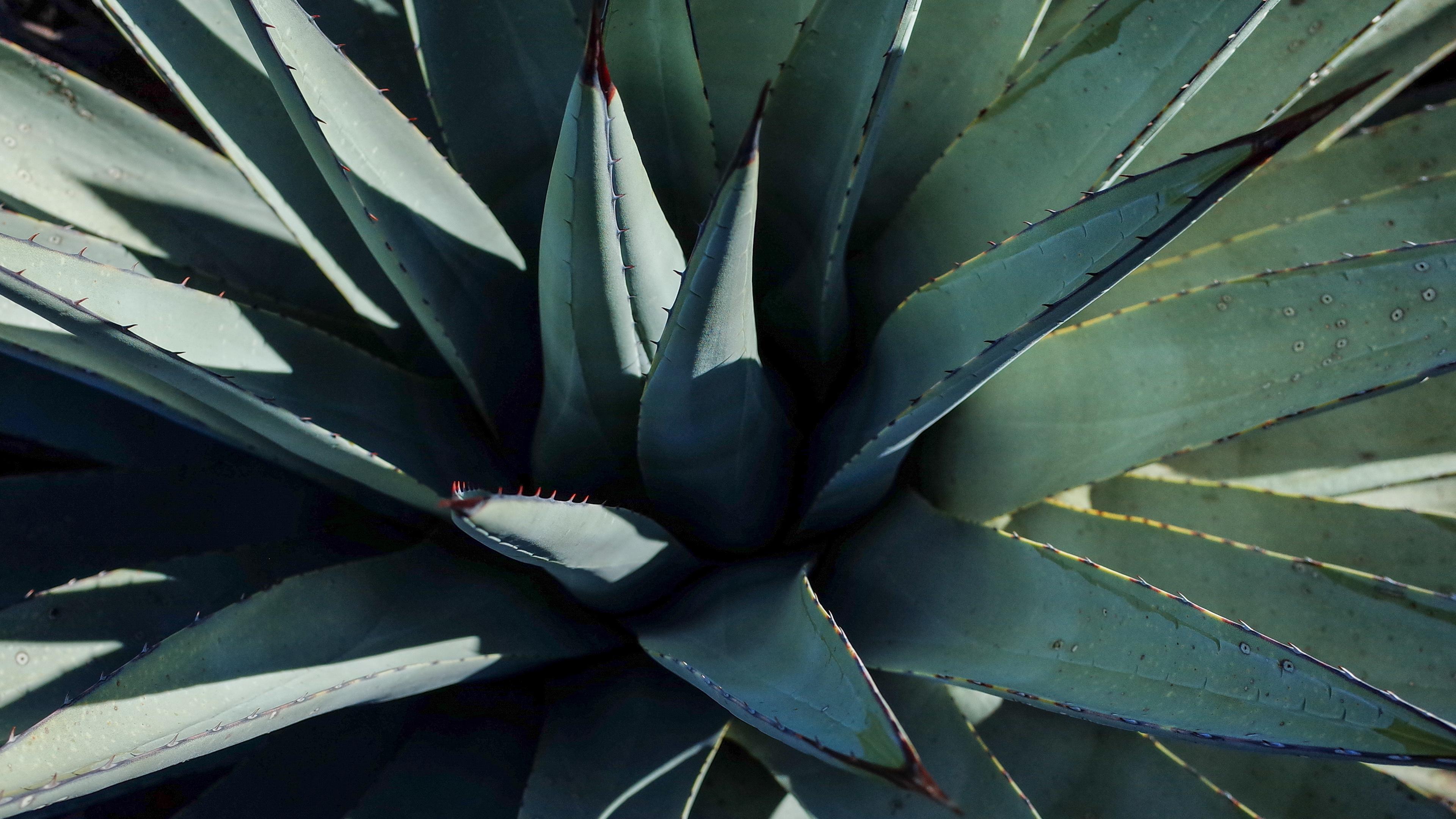 Agave Wallpapers - Wallpaper Cave