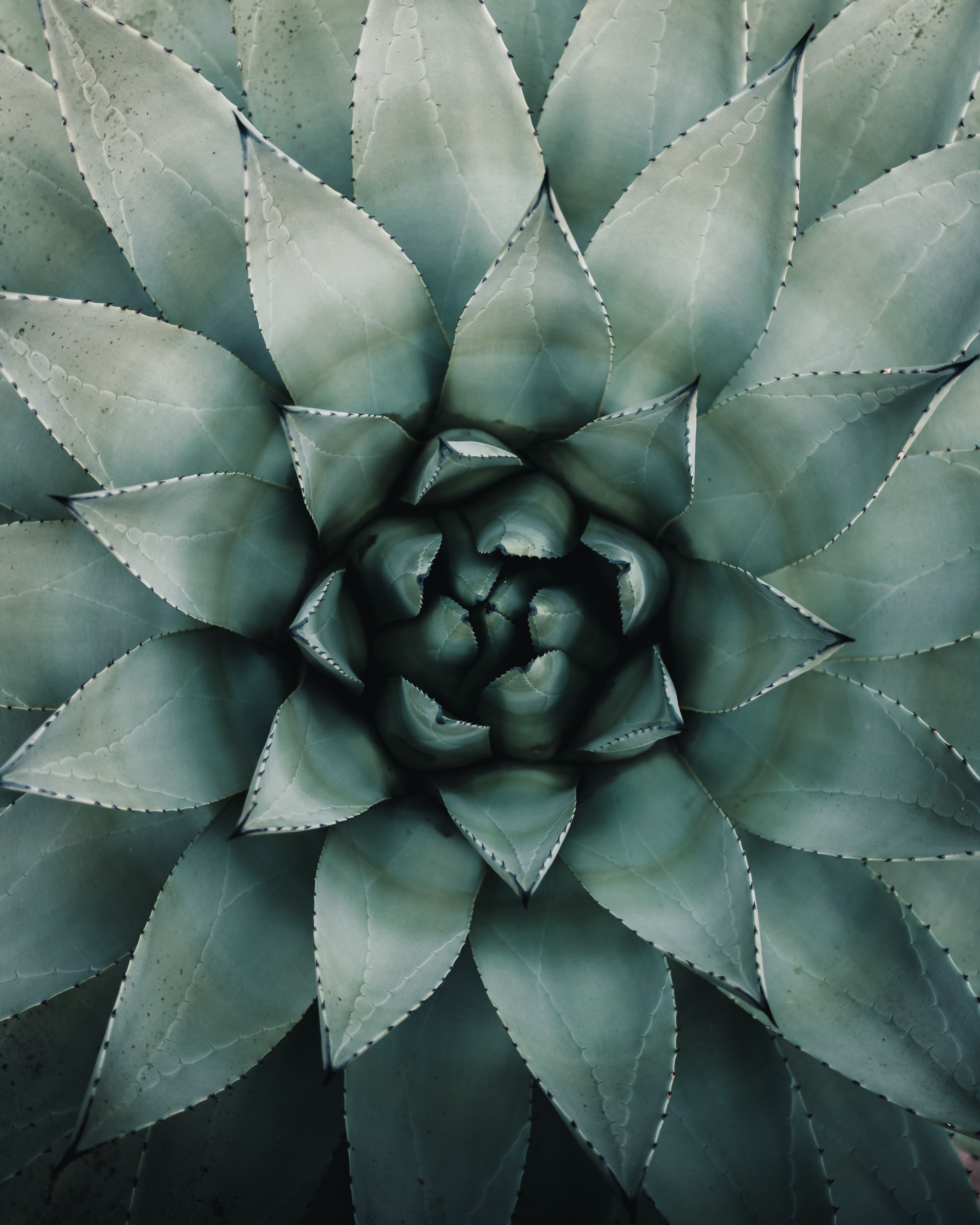 Agave Wallpapers - Wallpaper Cave