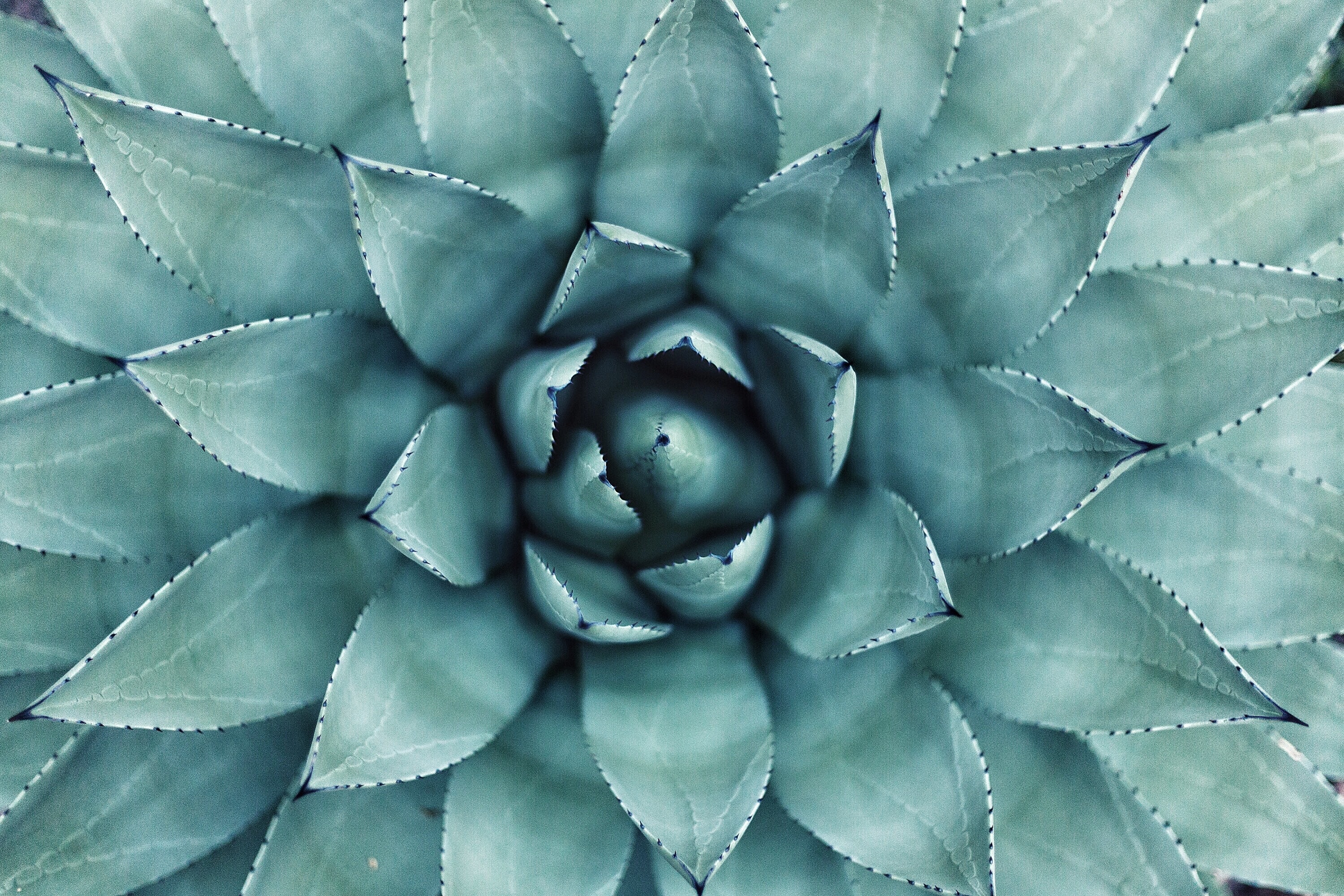 Agave Wallpapers - Wallpaper Cave