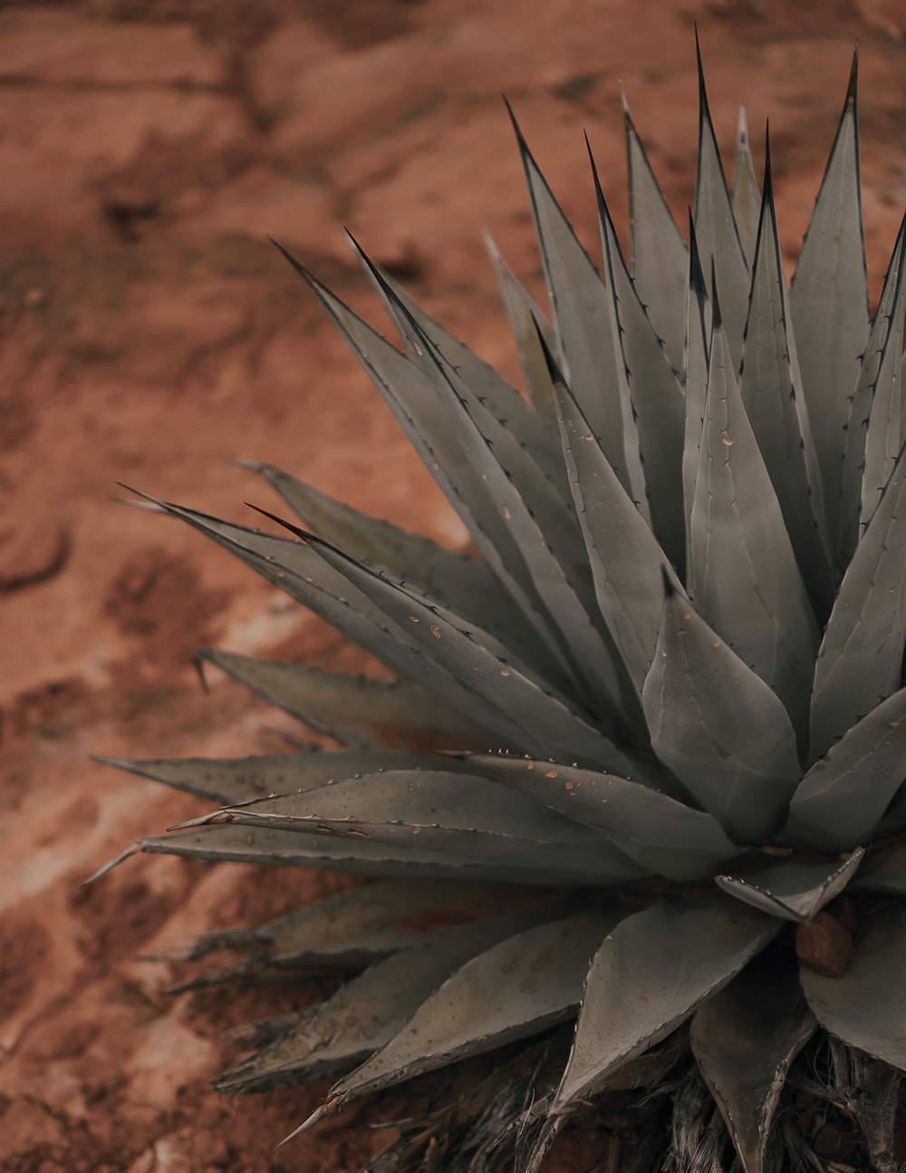 Agave Wallpapers - Wallpaper Cave
