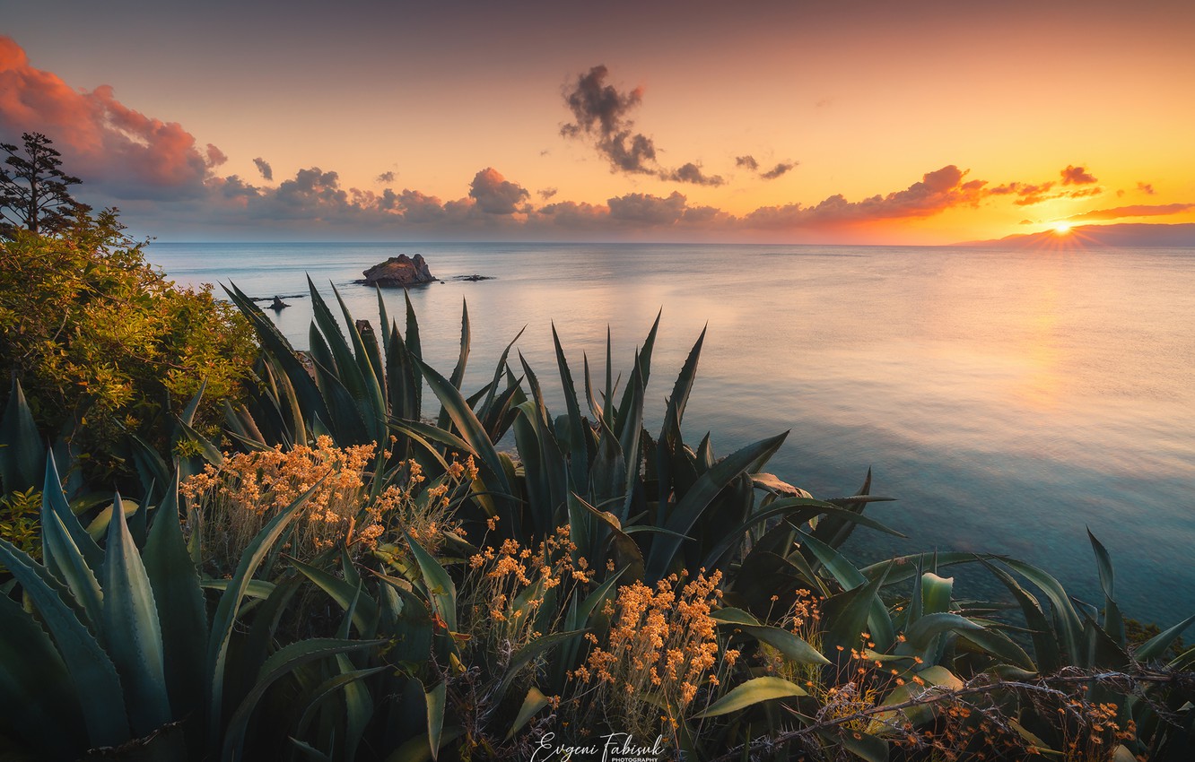 Wallpaper sea, sunset, the evening, agave image for desktop, section пейзажи