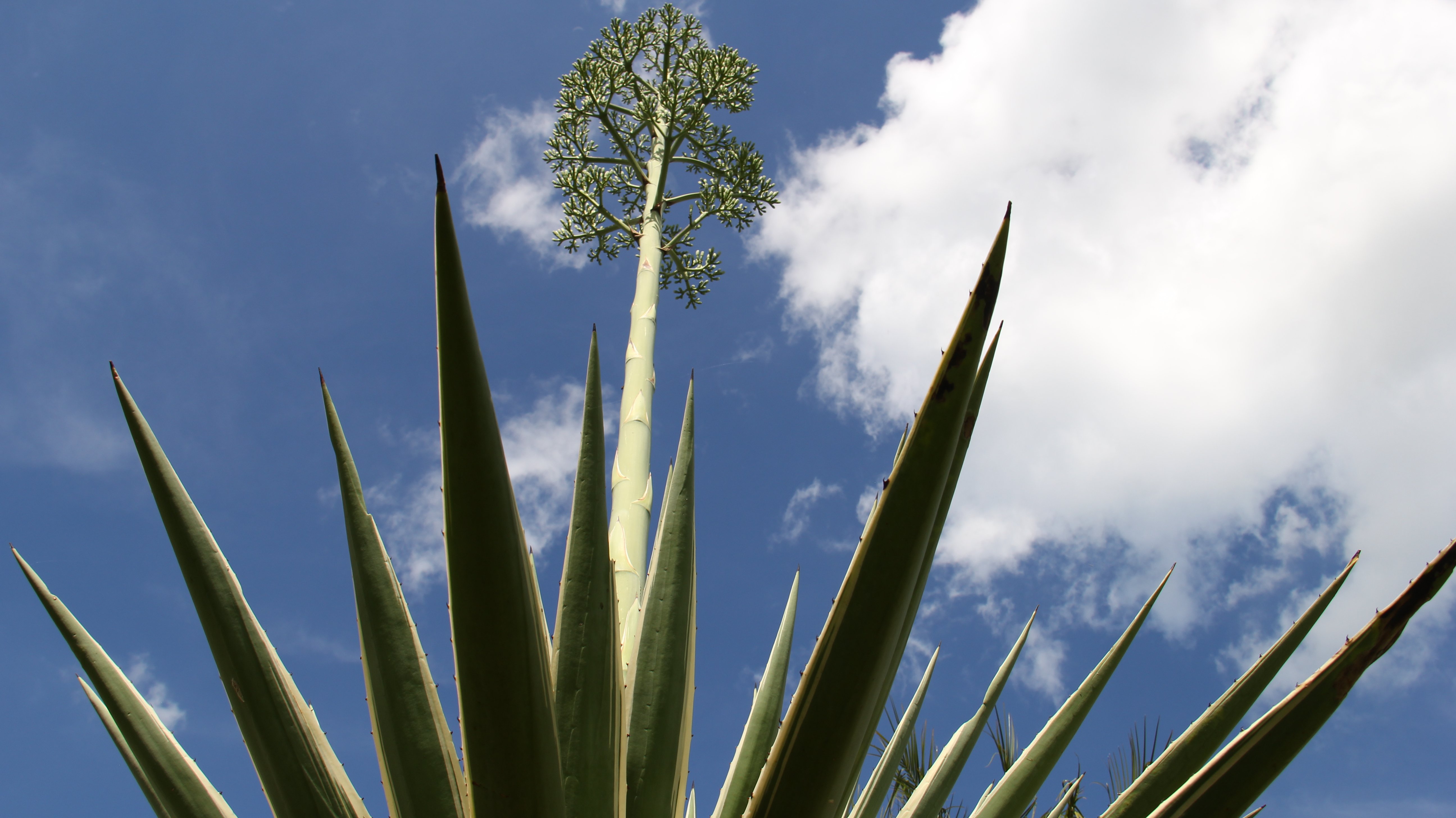 Agave flor wallpaperx2912
