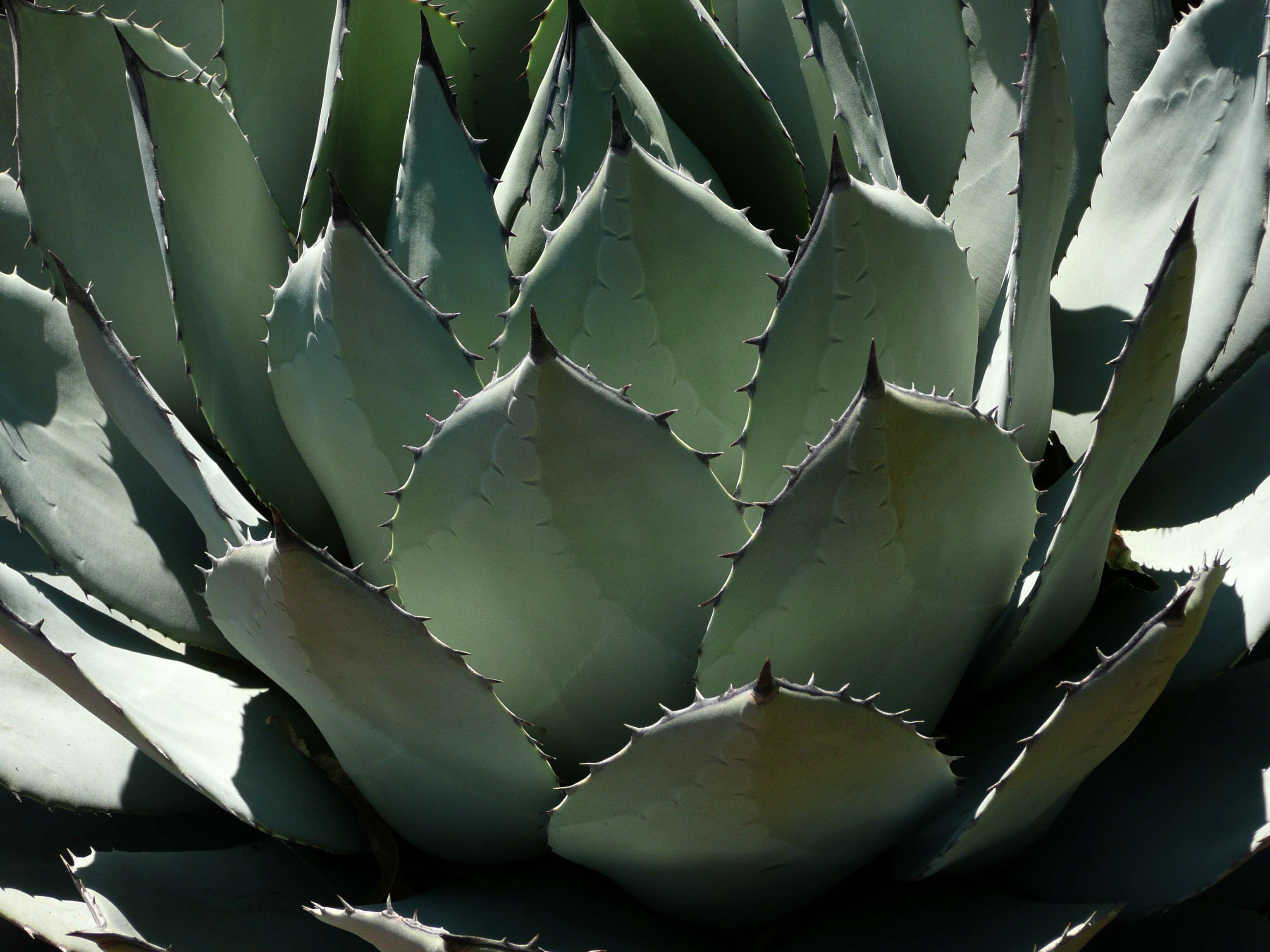 Agave Wallpapers - Wallpaper Cave