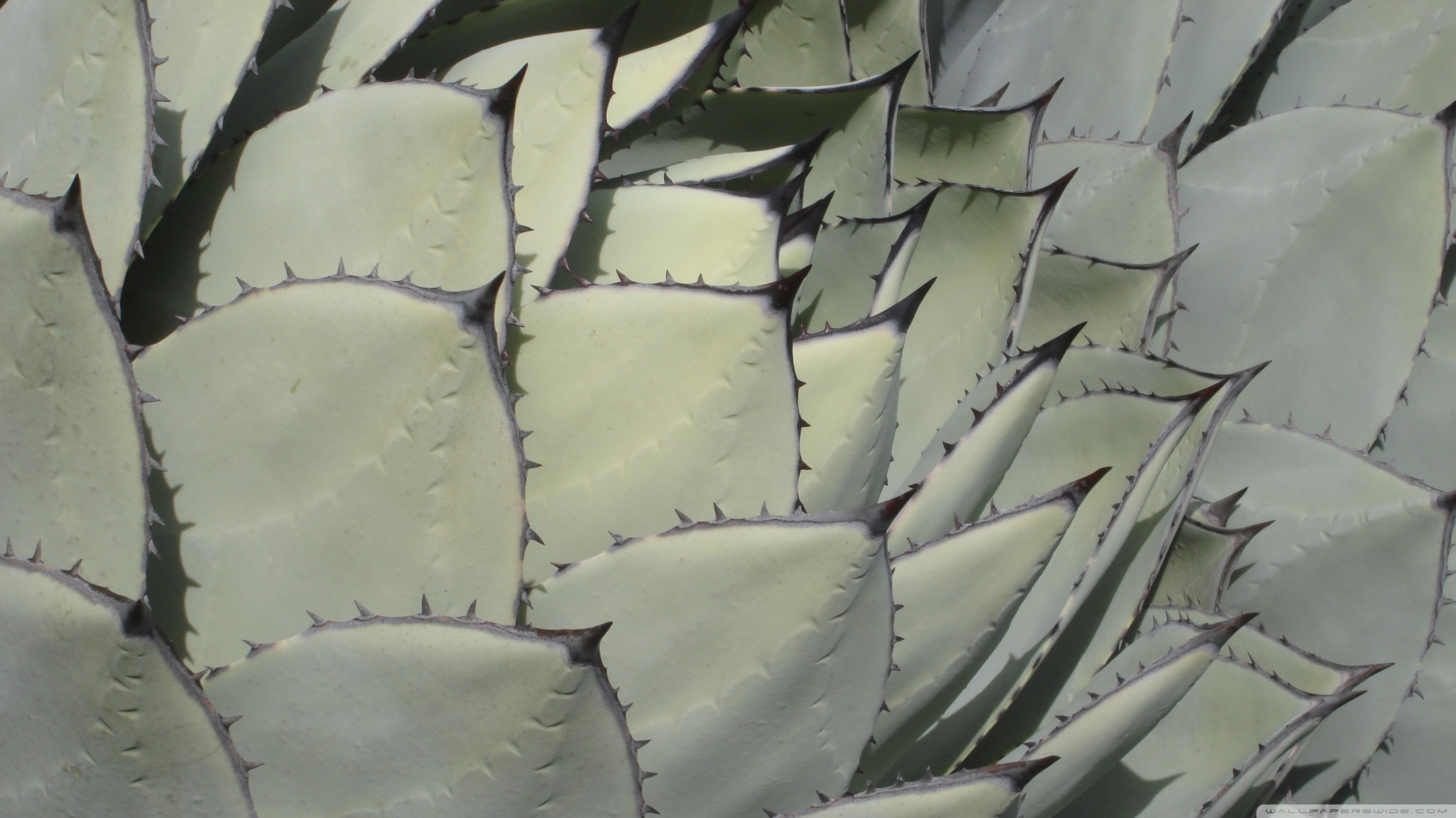 Agave Wallpapers - Wallpaper Cave
