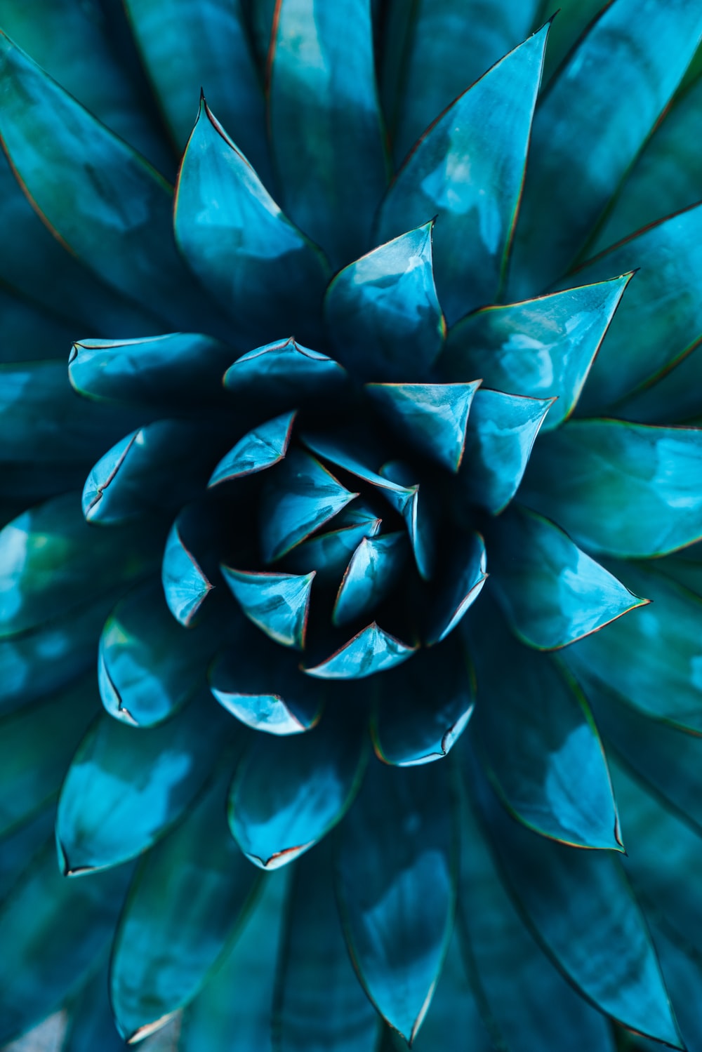 Agave Wallpapers - Wallpaper Cave