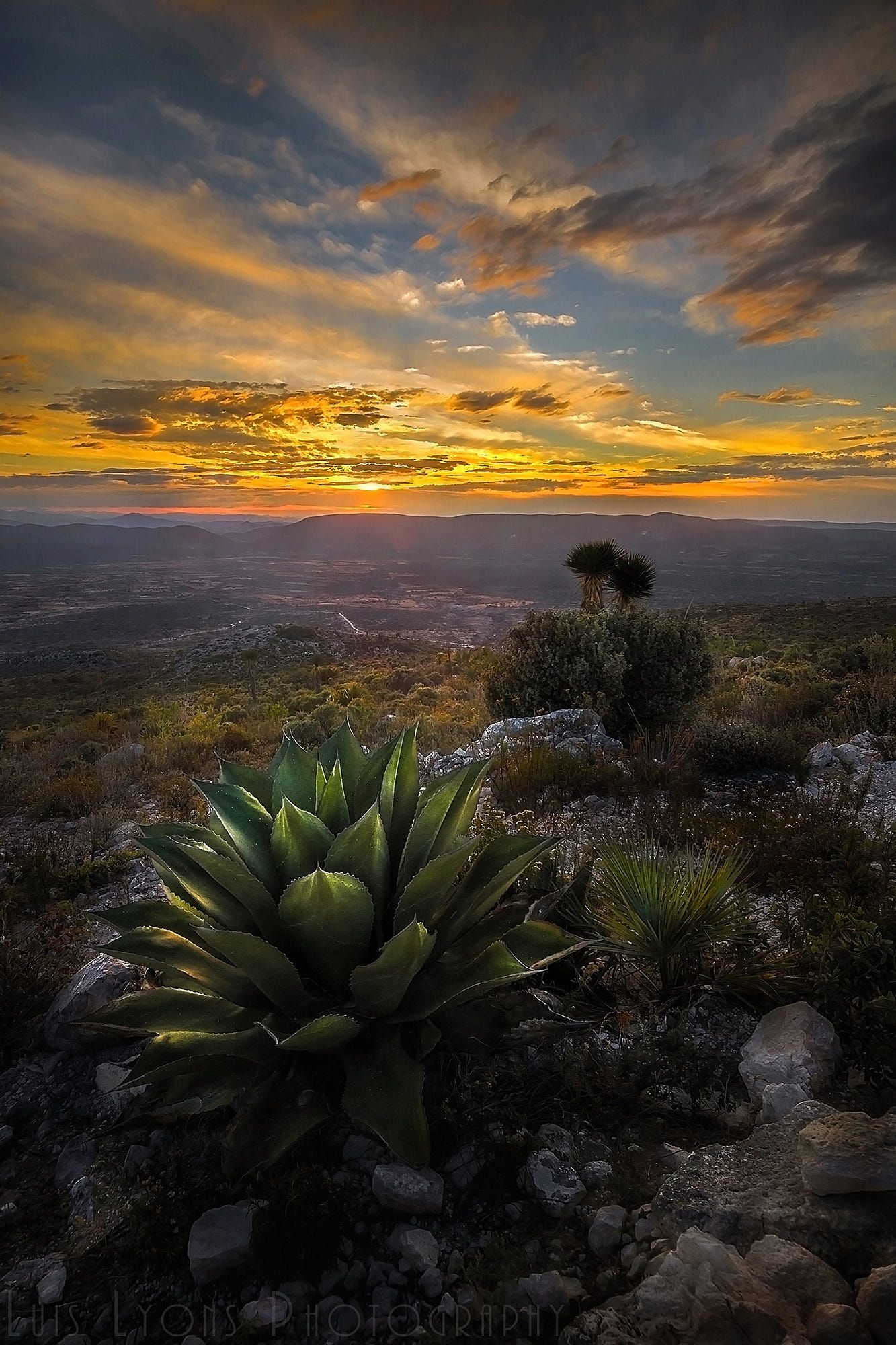 Agave Sunset. Puebla, México. Mexico wallpaper, Mexico travel, Desert sunset