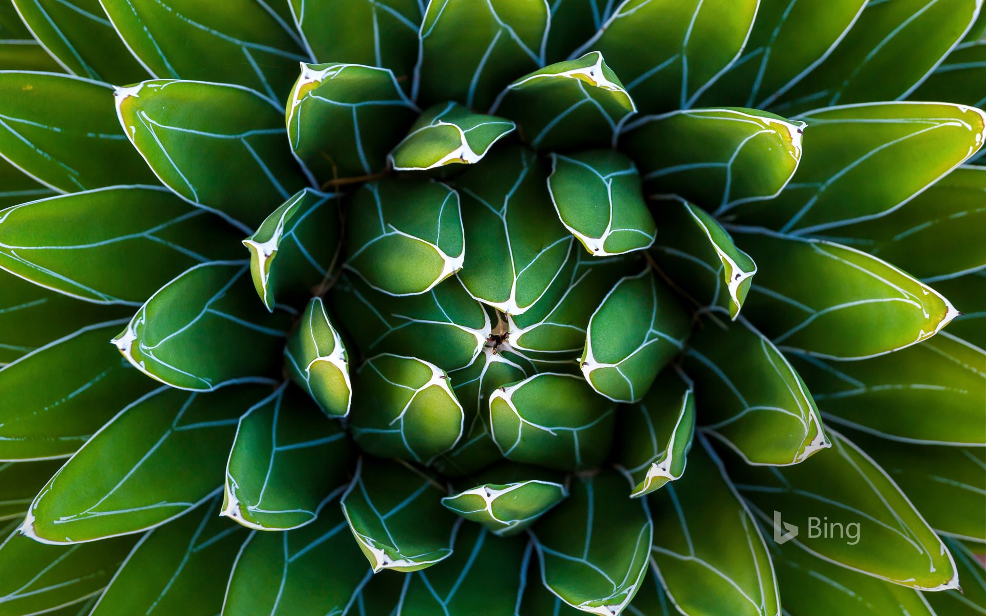 Agave Wallpapers - Wallpaper Cave