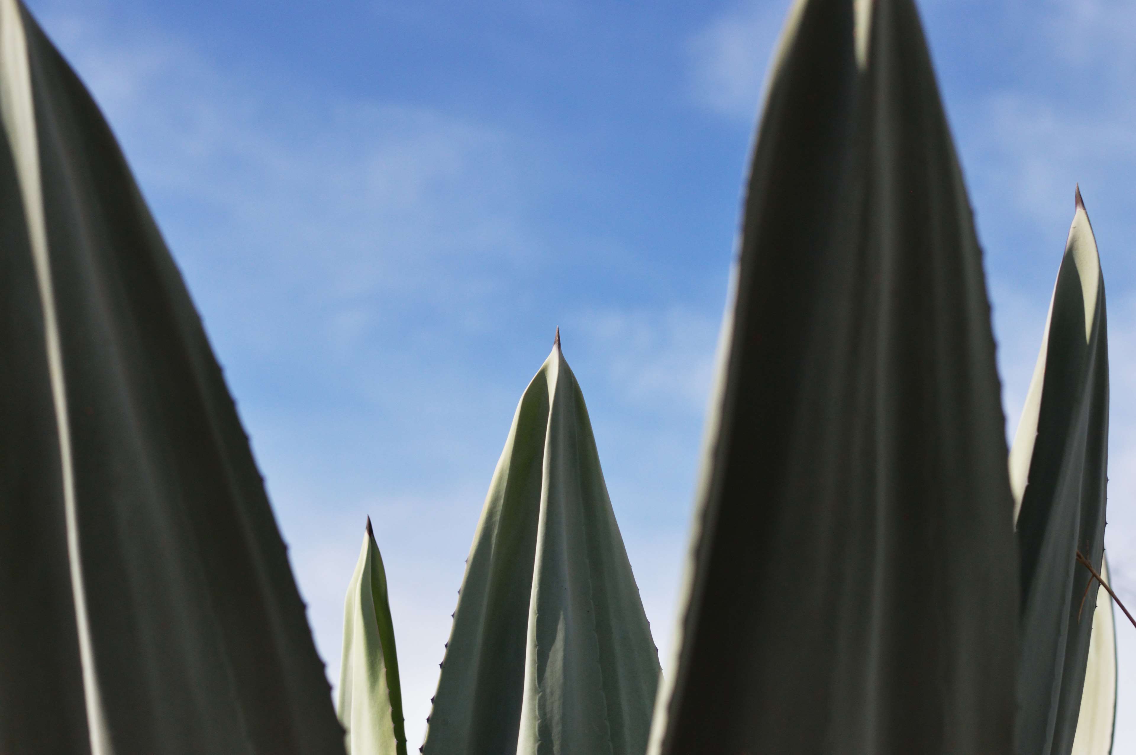 Agave Wallpapers - Wallpaper Cave