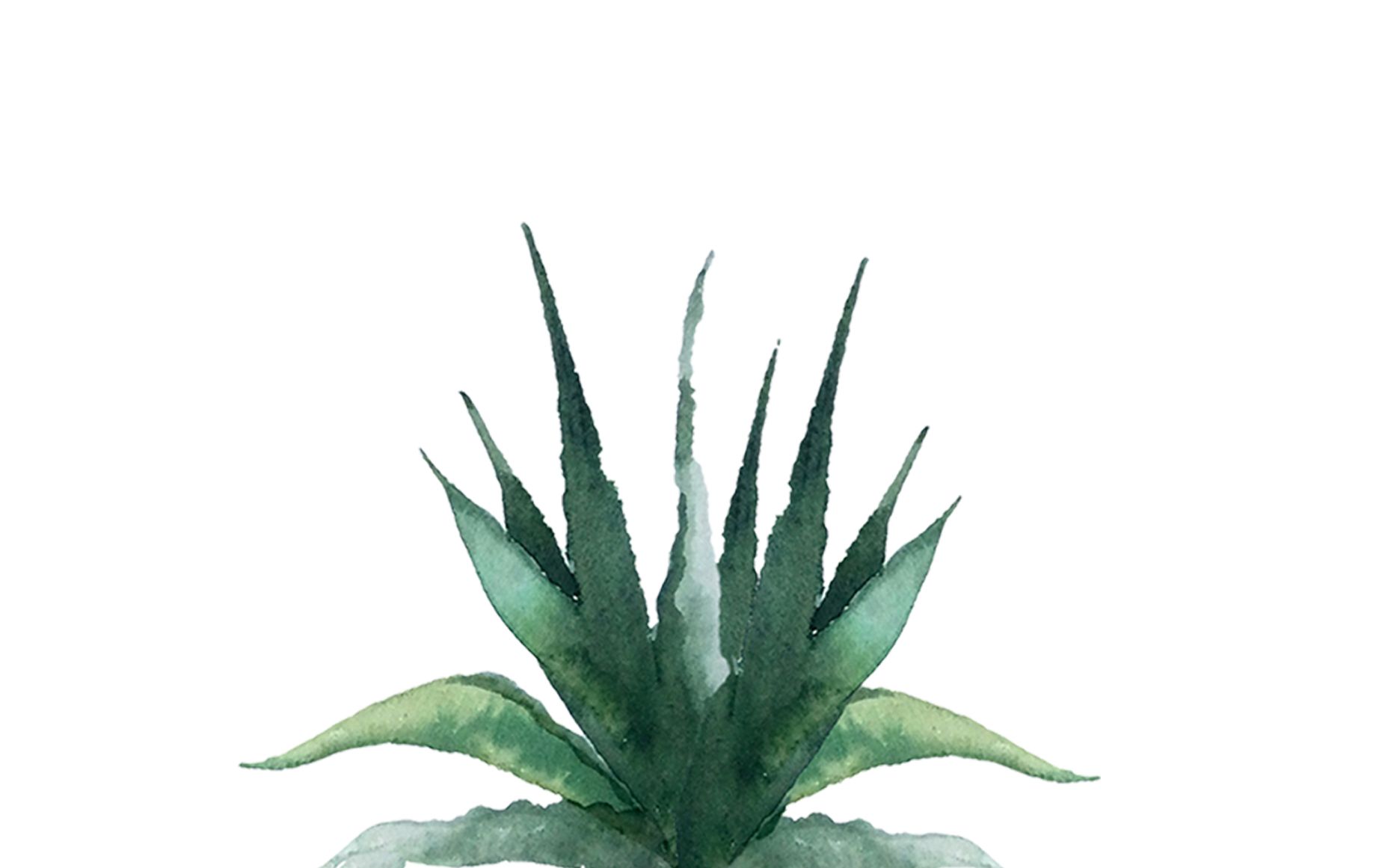 Agave Wallpapers - Wallpaper Cave