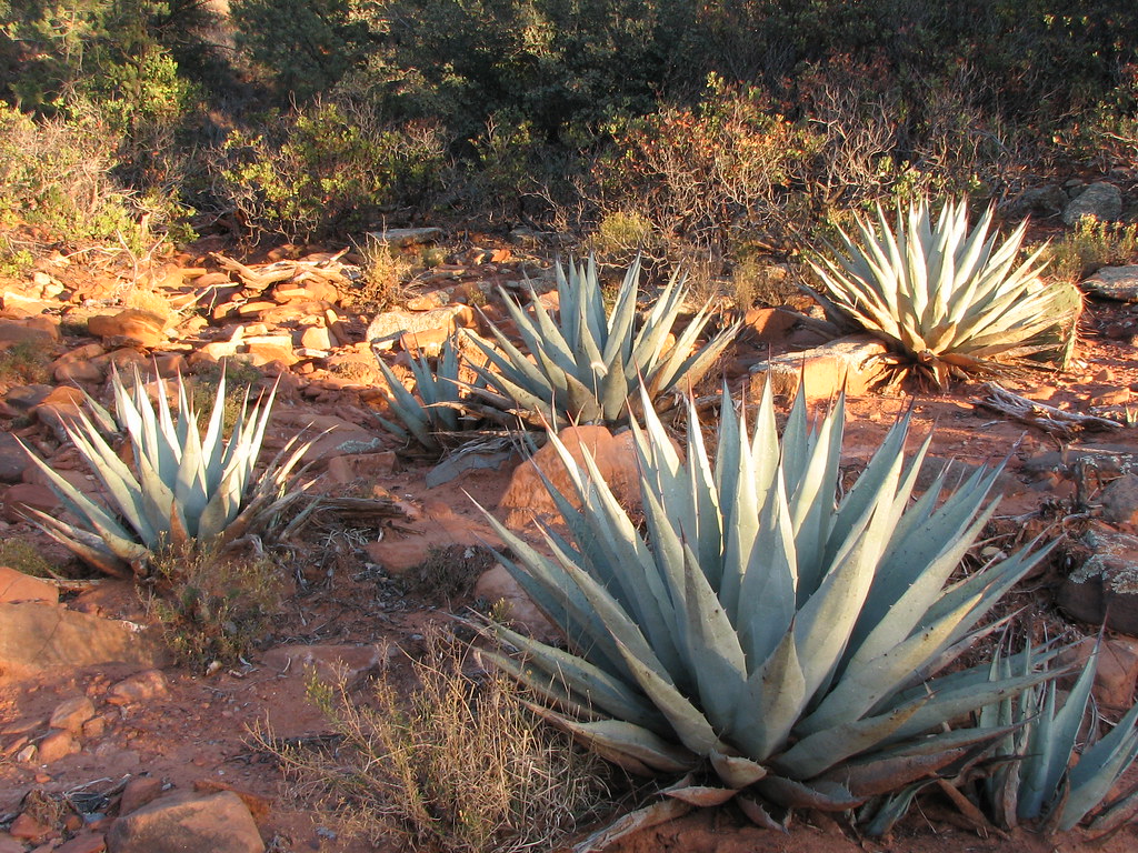 13449 Agave Garden Stock Photos  Free  RoyaltyFree Stock Photos from  Dreamstime