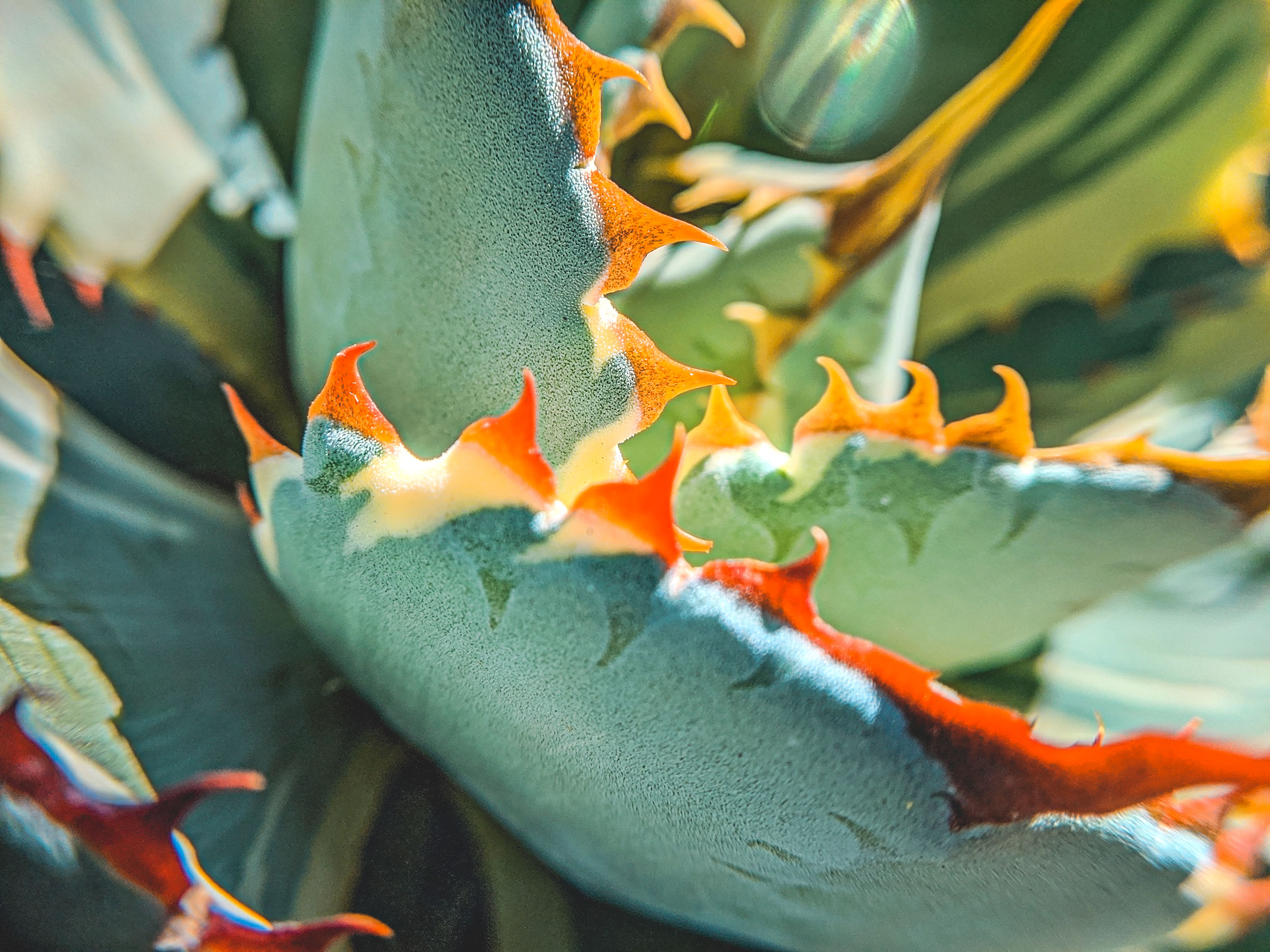 Agave Wallpapers - Wallpaper Cave