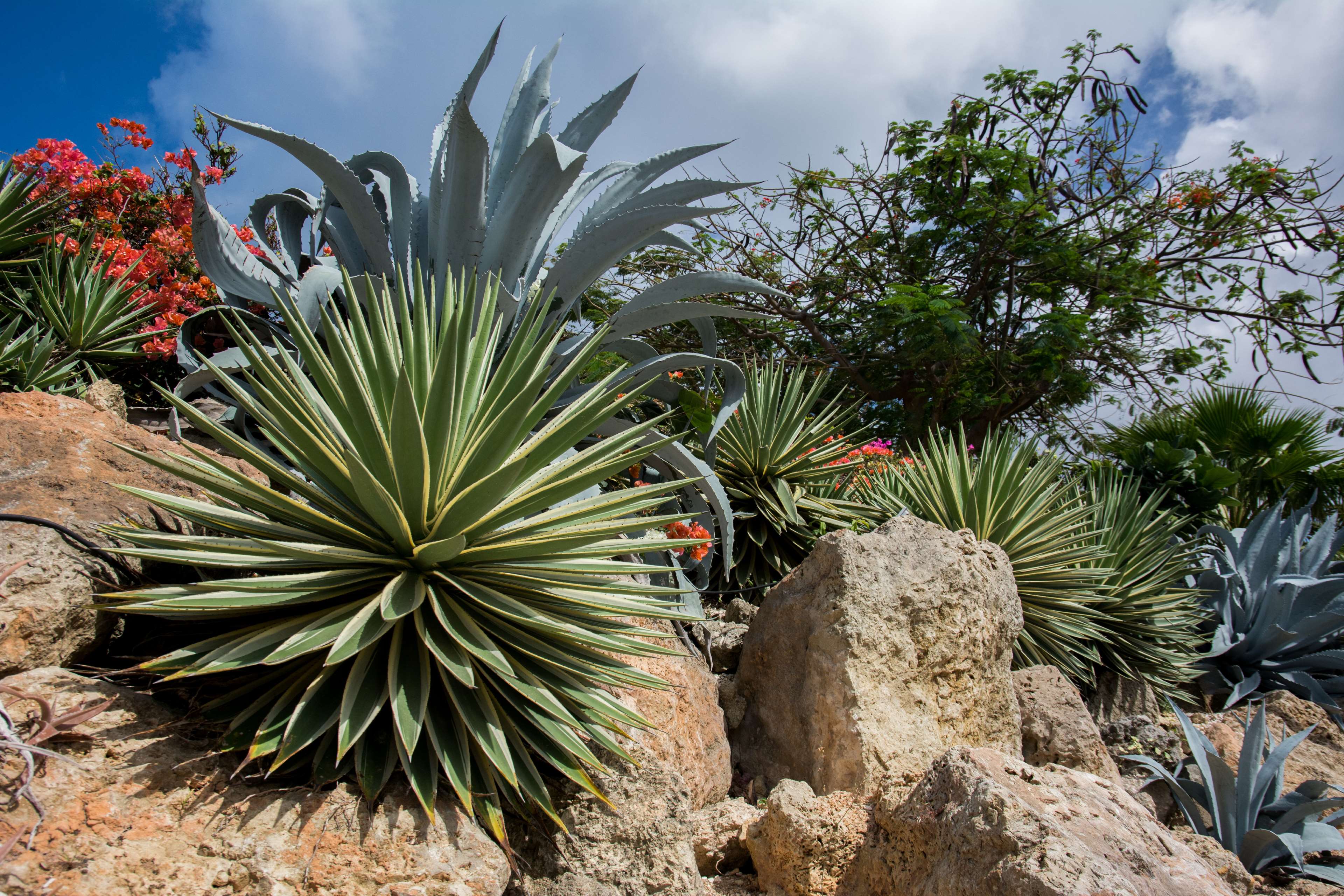Agave Photos Download The BEST Free Agave Stock Photos  HD Images