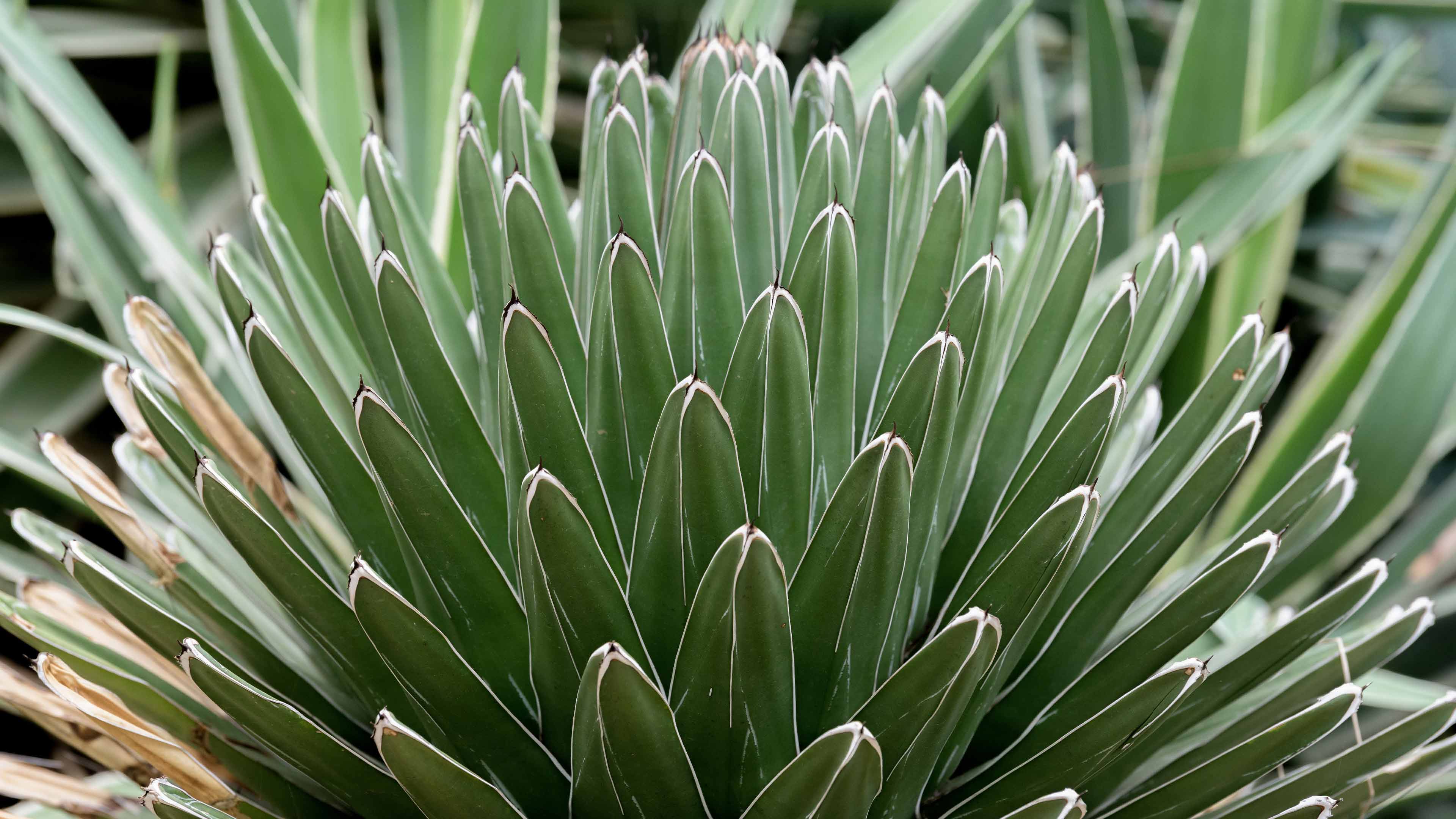 Agave Wallpapers - Wallpaper Cave