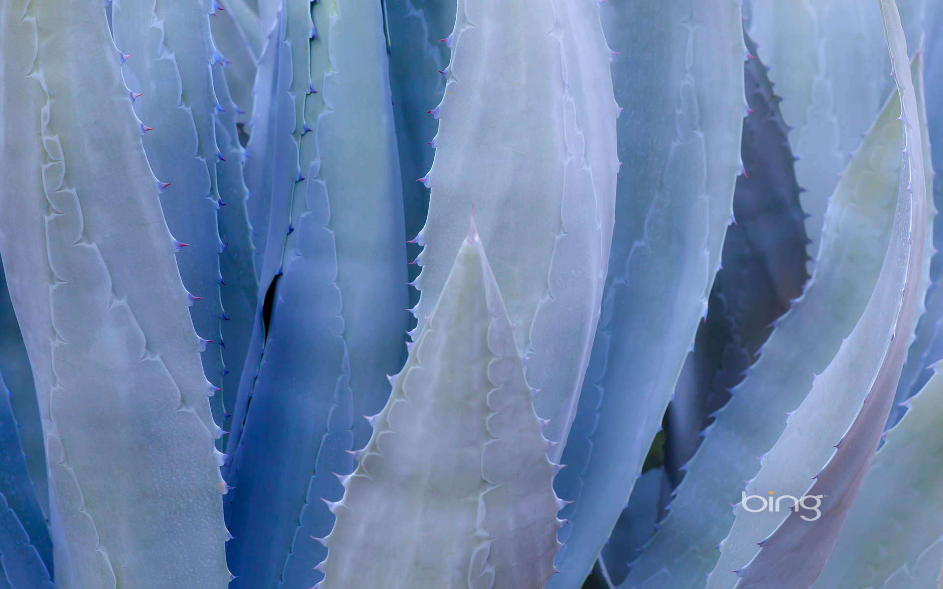 Agave Wallpapers - Wallpaper Cave