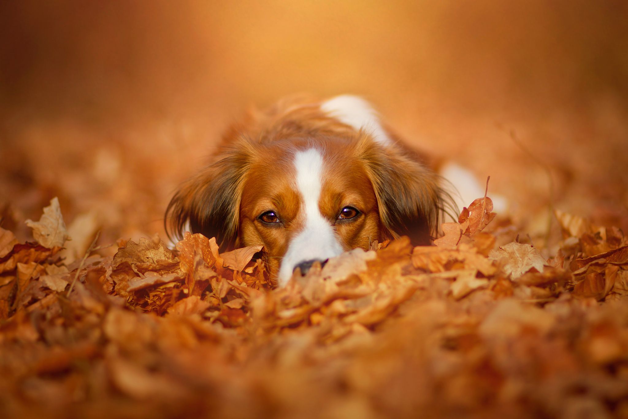 Cute Dogs Fall Wallpapers - Wallpaper Cave
