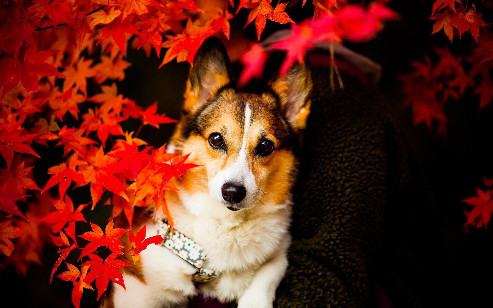 Corgi Wallpaper and Background Imagex1050