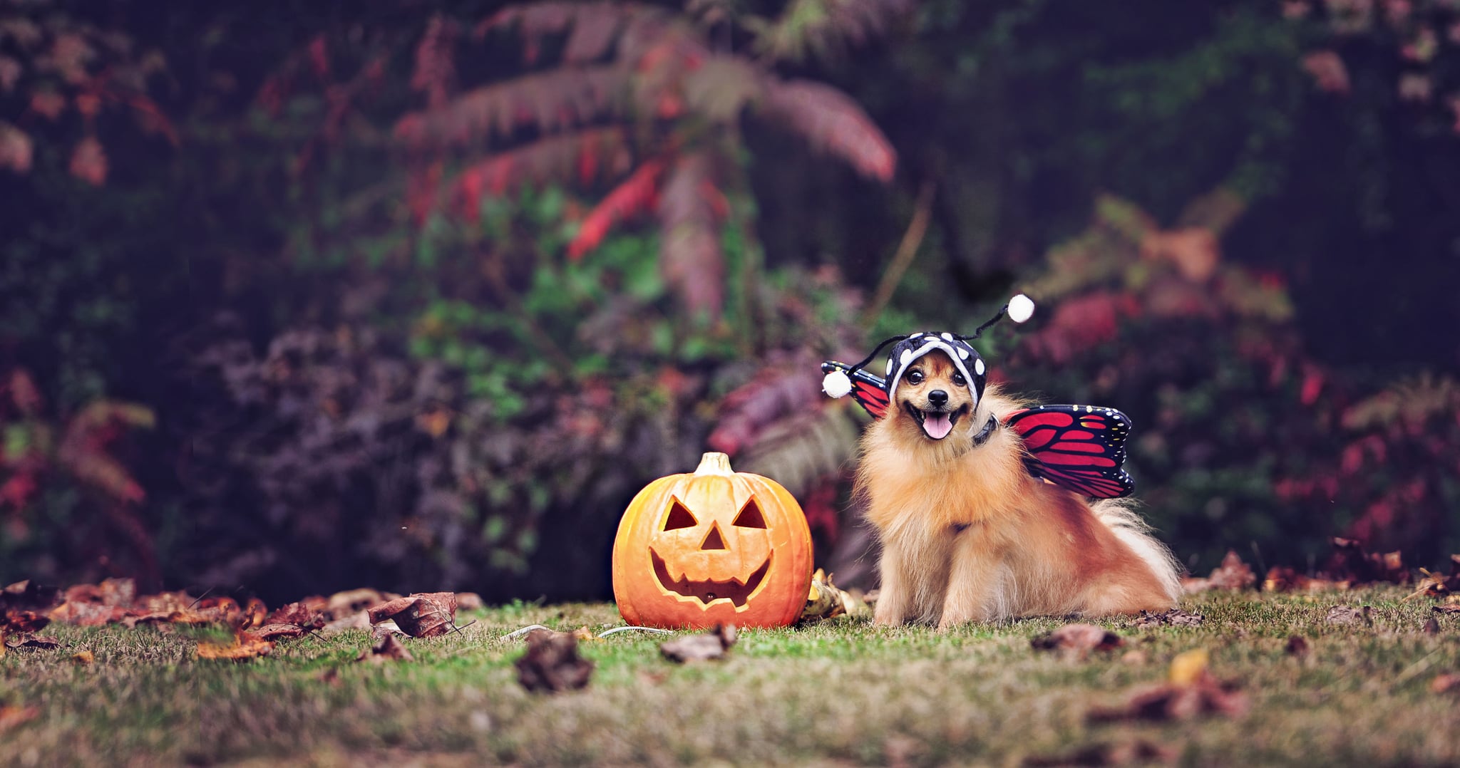 Cute Photo of Dogs in the Fall