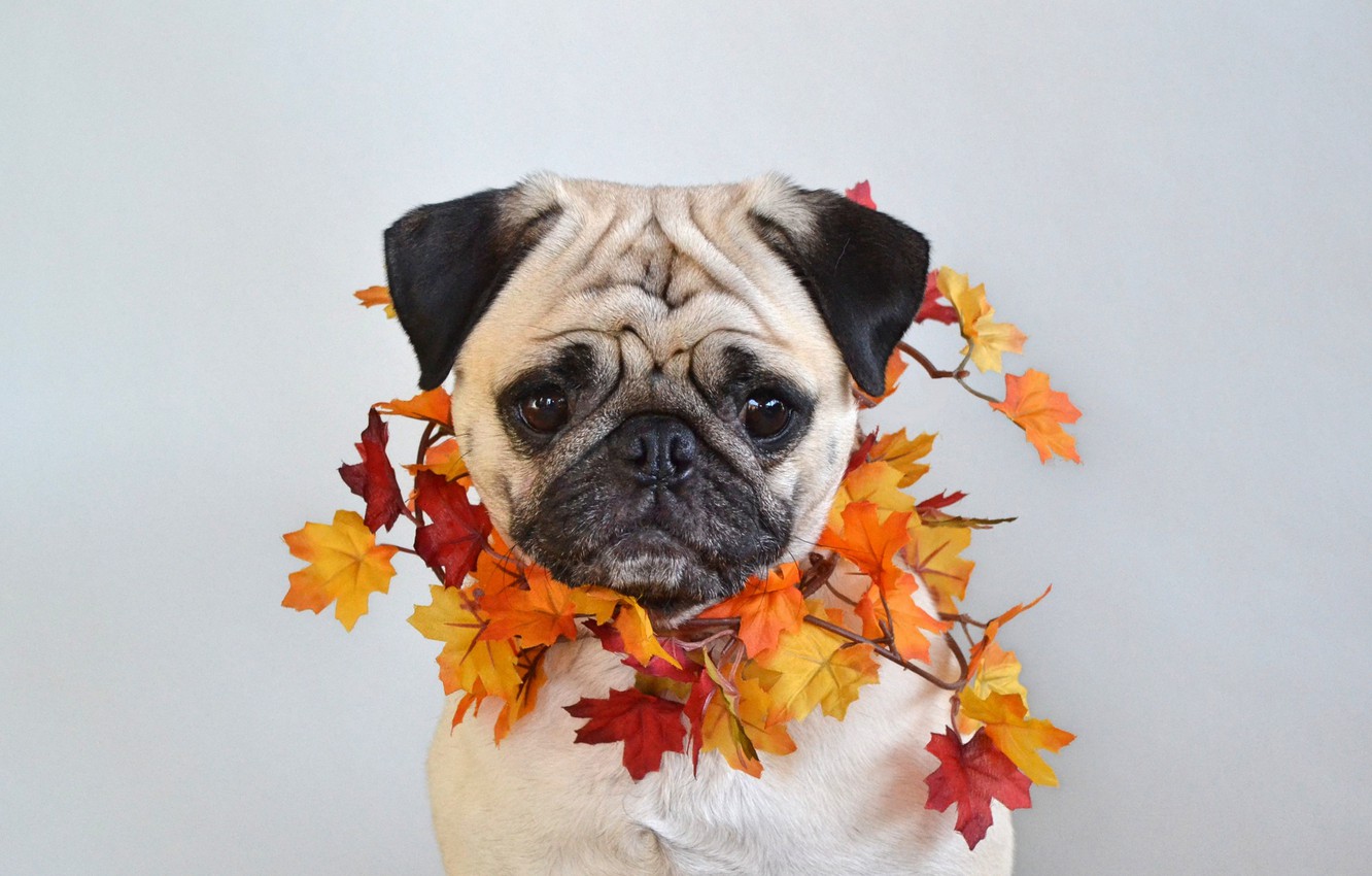 Wallpaper photo, Dog, Autumn, Leaves, Face, Maple, Pug image for desktop, section собаки