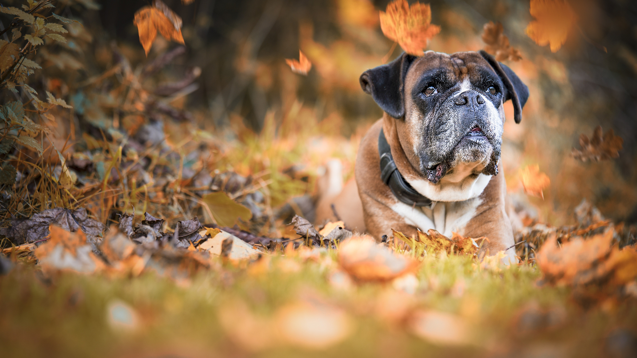 Desktop Wallpaper Dog, Animal, Autumn, Fall, 5k, HD Image, Picture, Background, Aa4df7