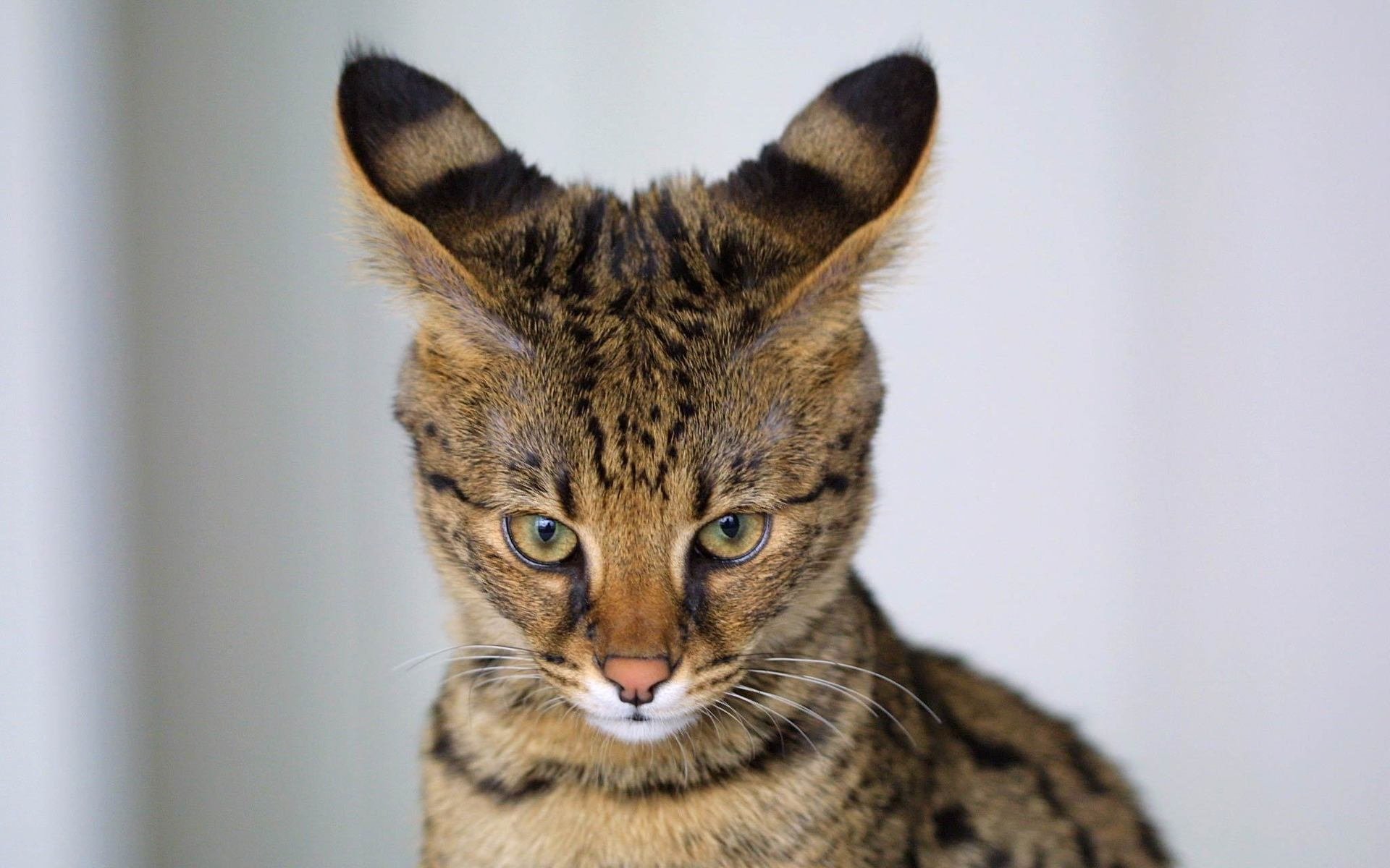 Savannah Cat HD Wallpaper and Background Image
