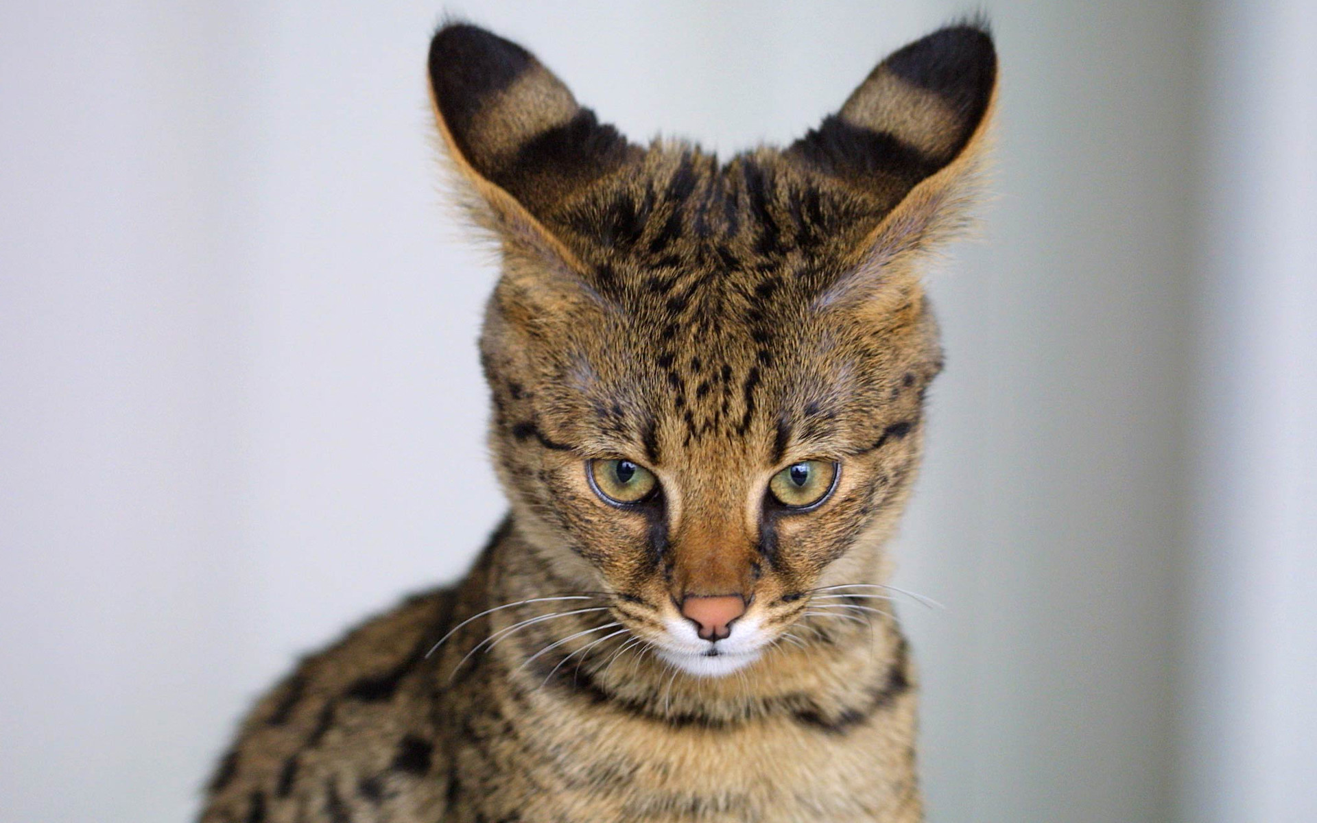 Savannah Cat wallpaperx1200