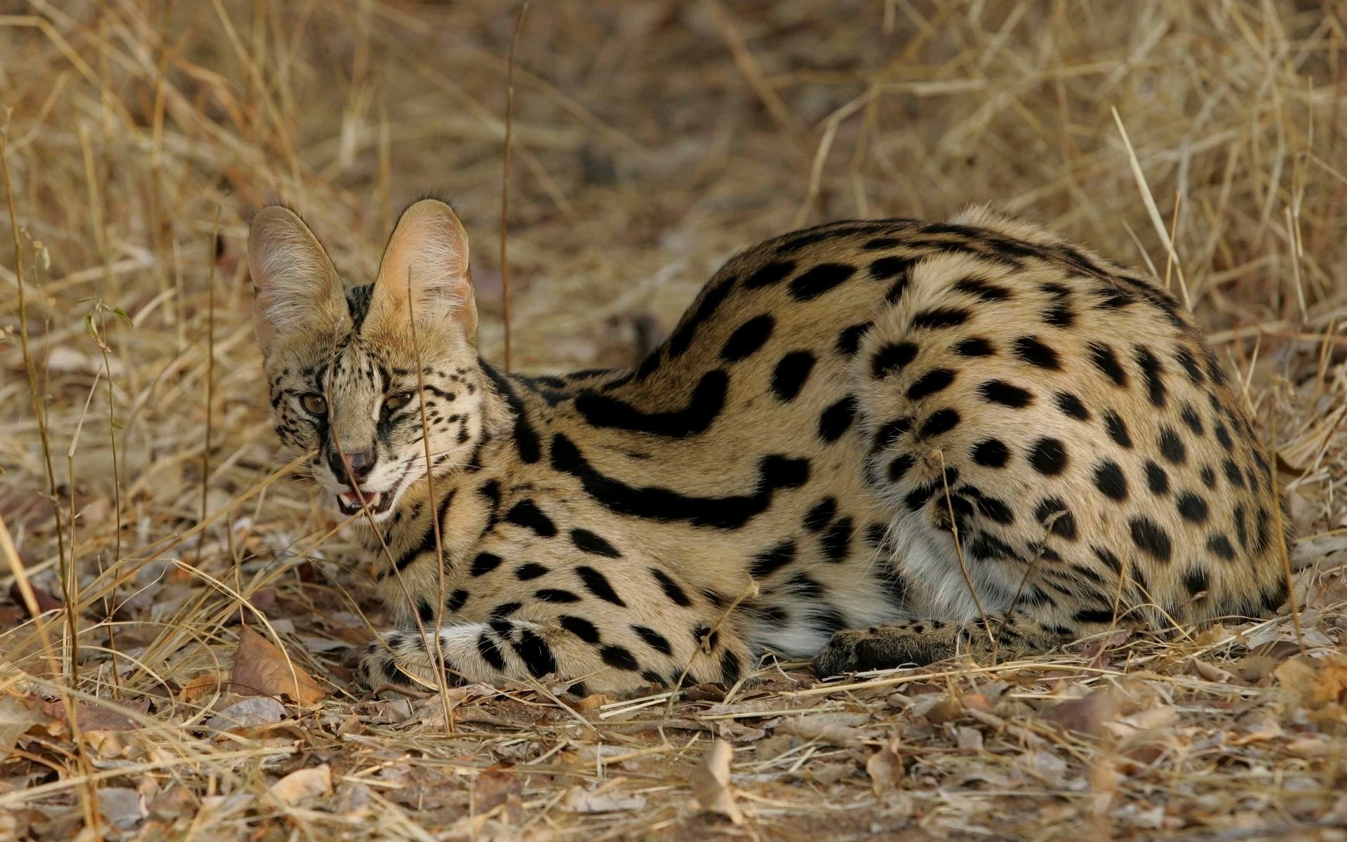 Serval HD Wallpaper and Background Image