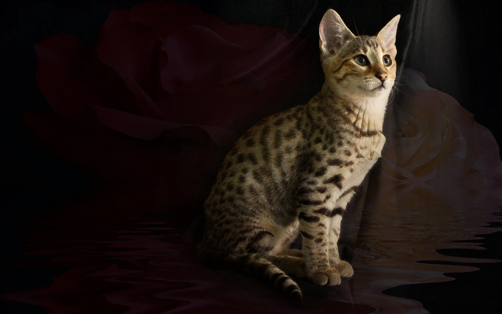 Savannah Cat