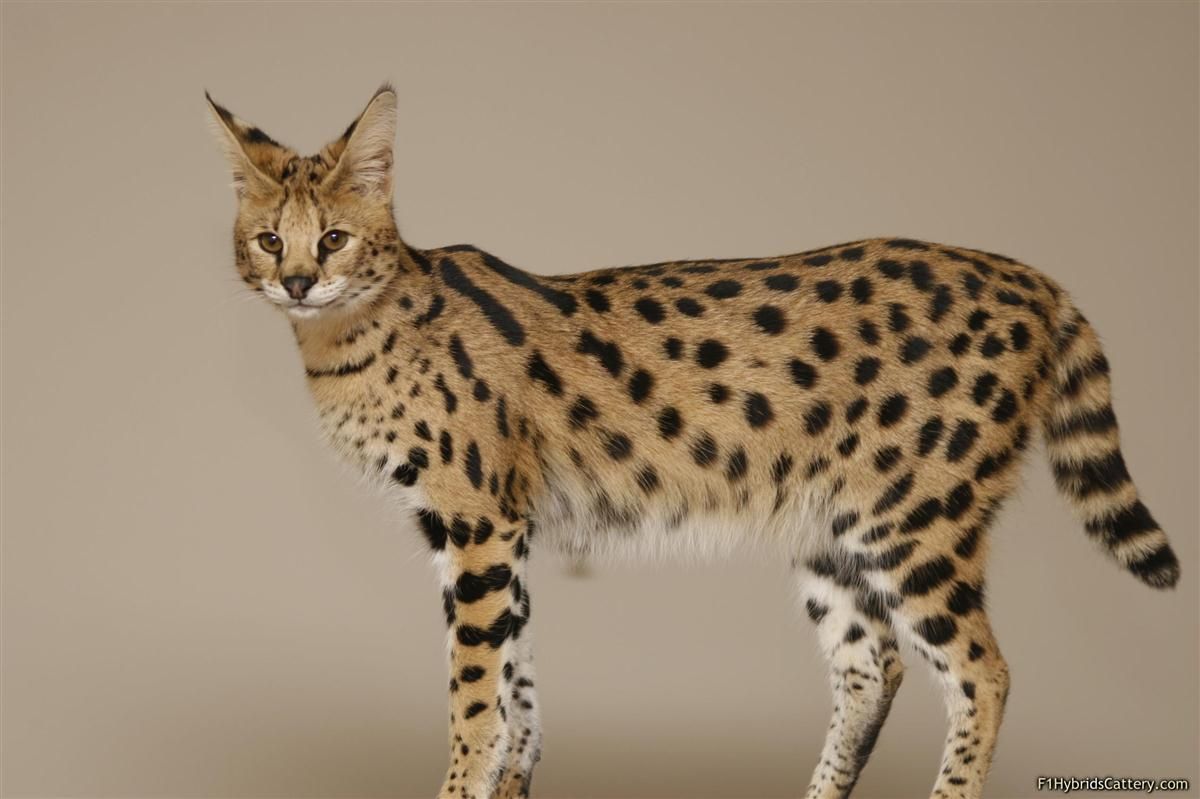 Savannah Cat Wallpapers - Wallpaper Cave