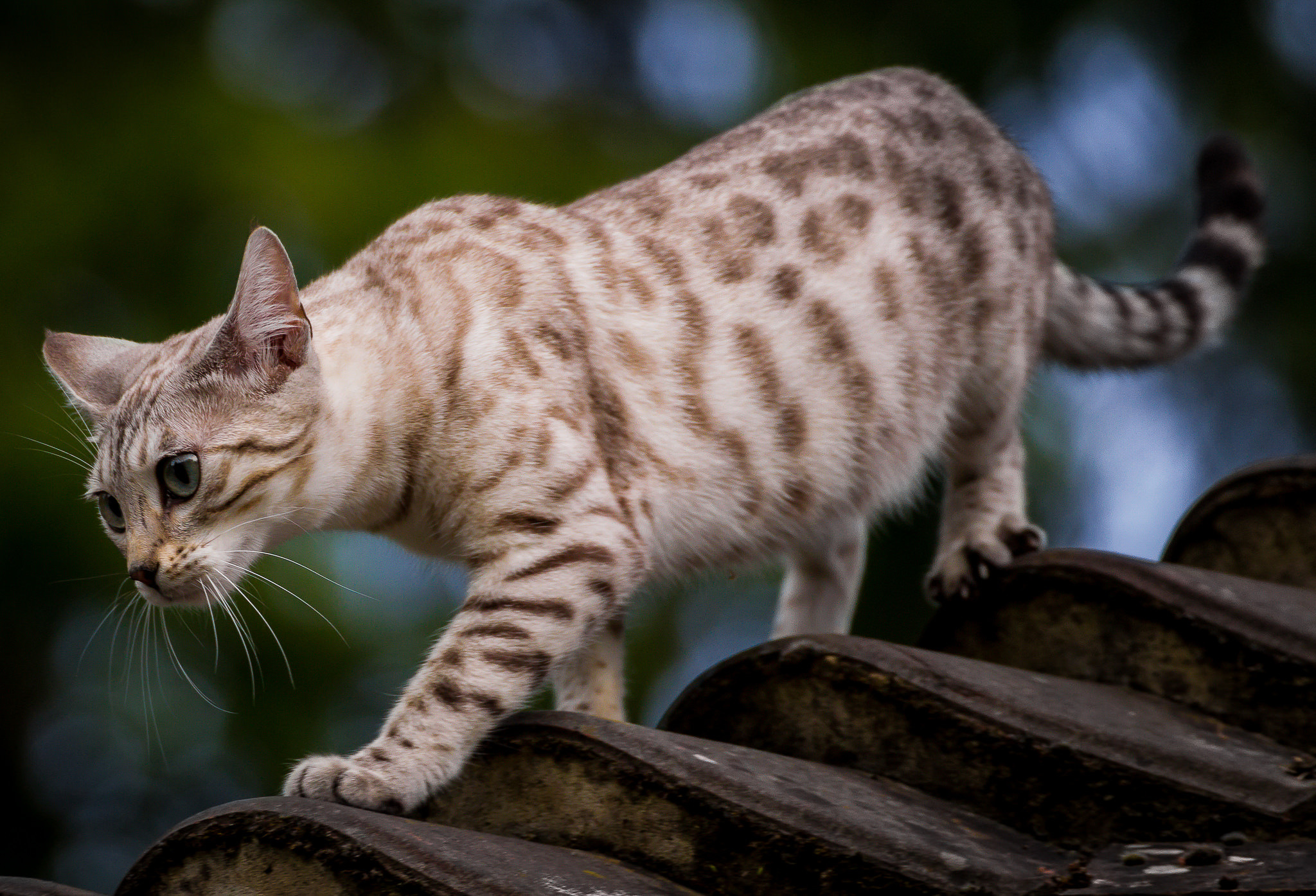 Savannah Cat HD Wallpaper