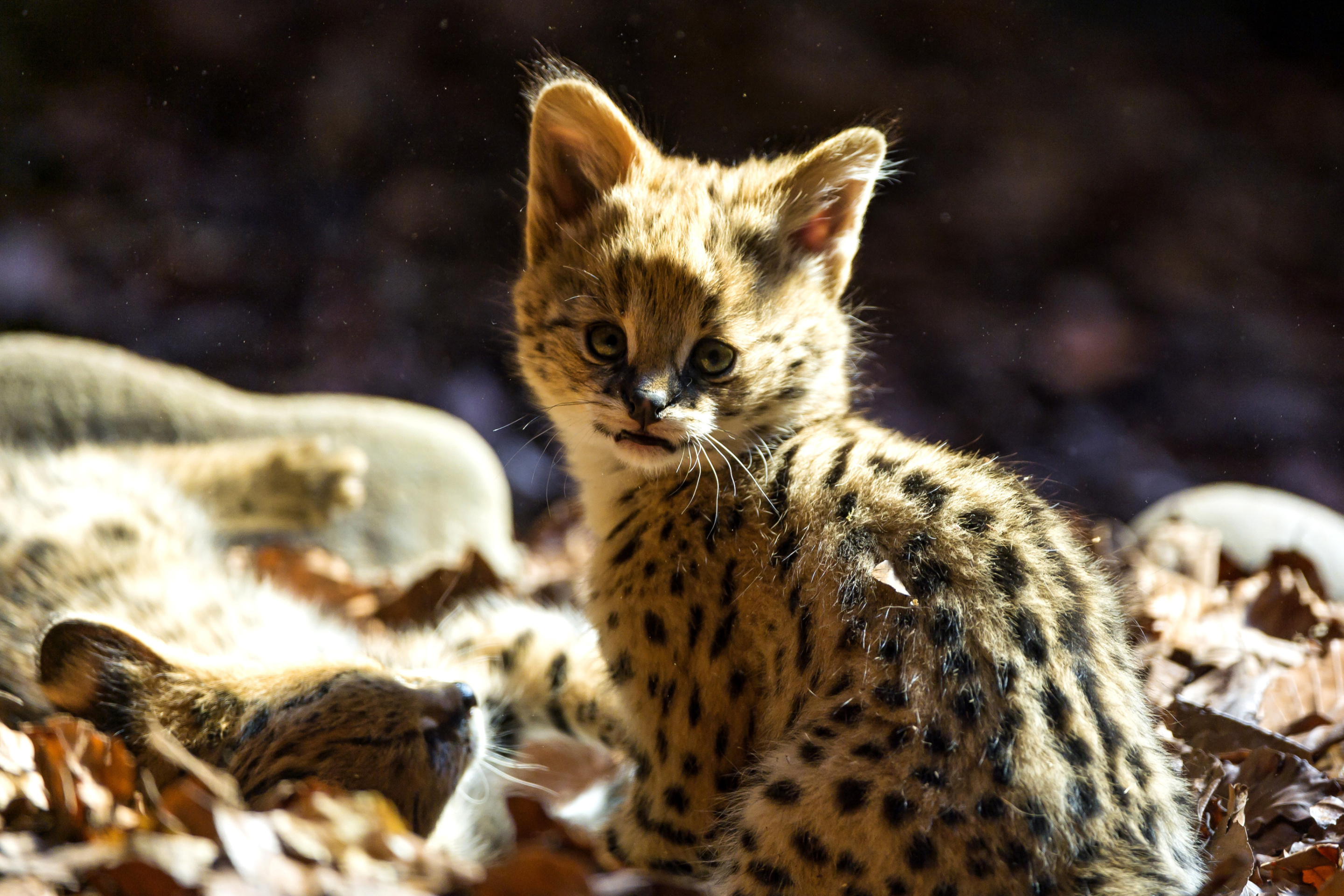 Serval Cat Wallpaper for Android 2880x1920