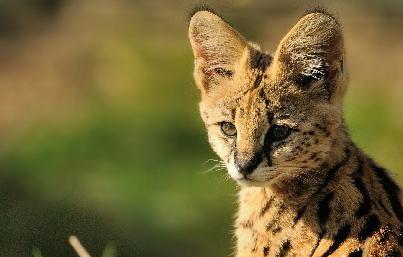 Photo Wallpaper Muzzle, Cub, Serval, © Anne Marie Kalus Cat Baby Wallpaper IPhone